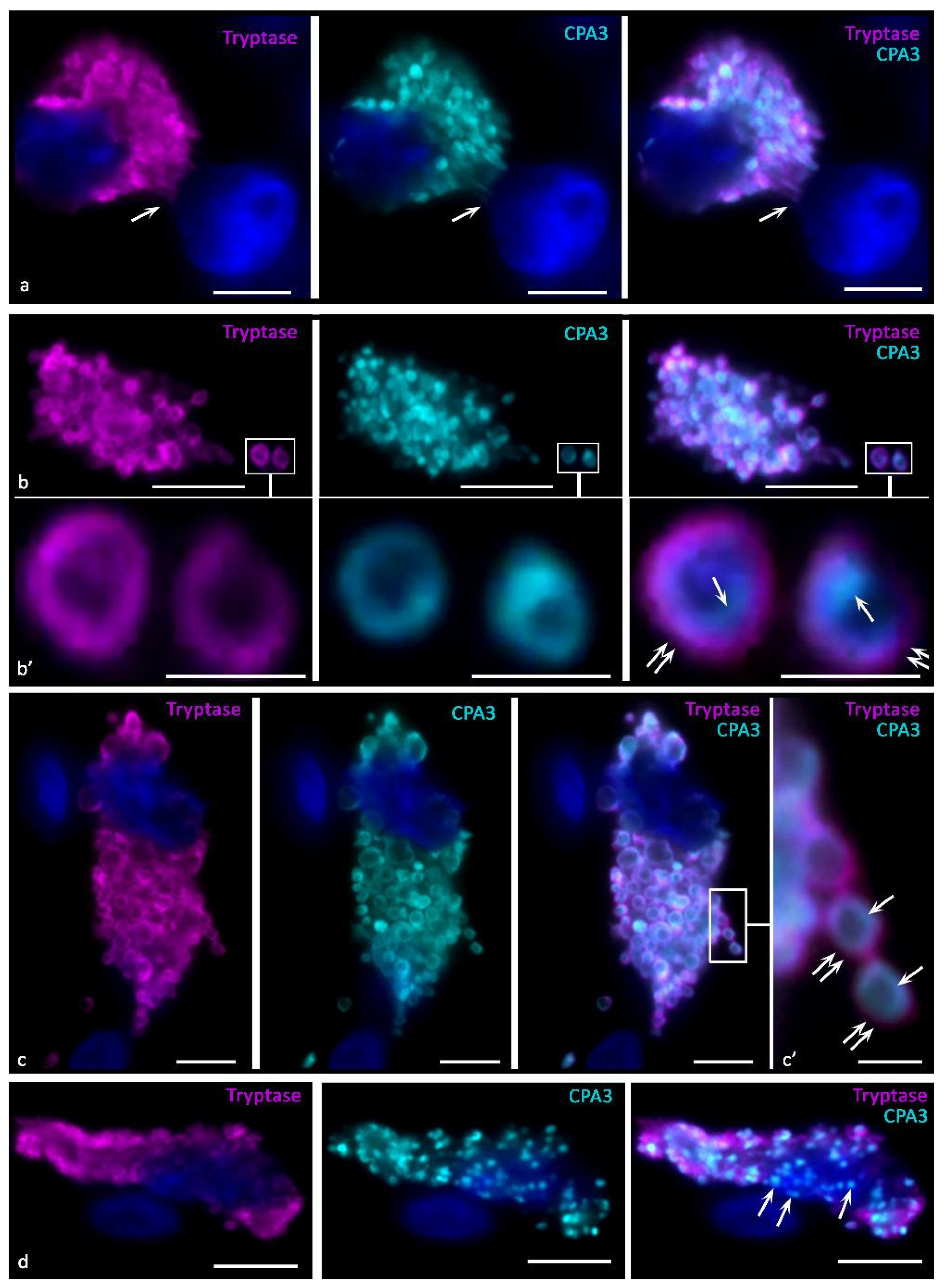 Cells 11 00570 g003 Cells 11 00570 g003