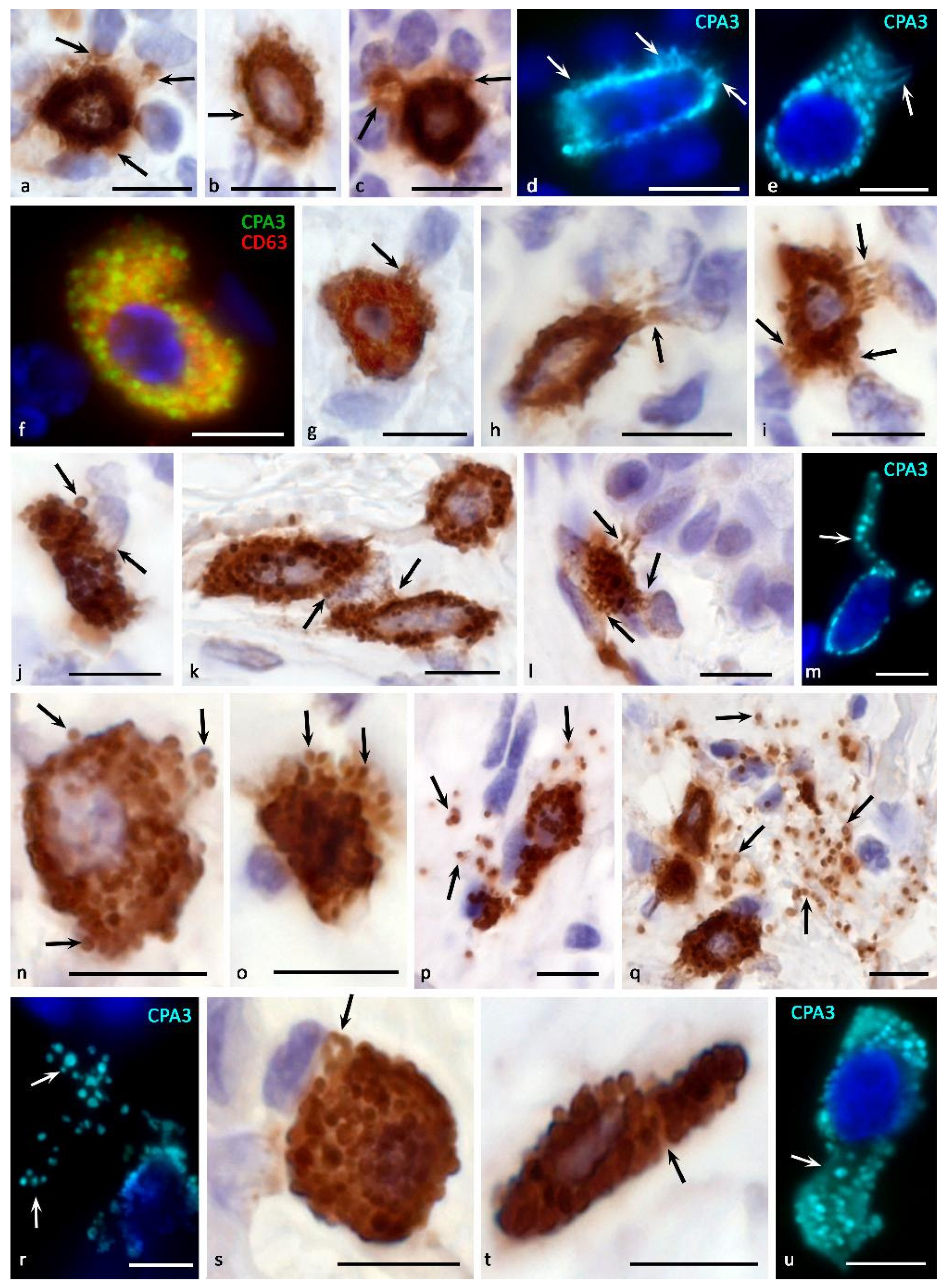 Cells 11 00570 g004 Cells 11 00570 g004