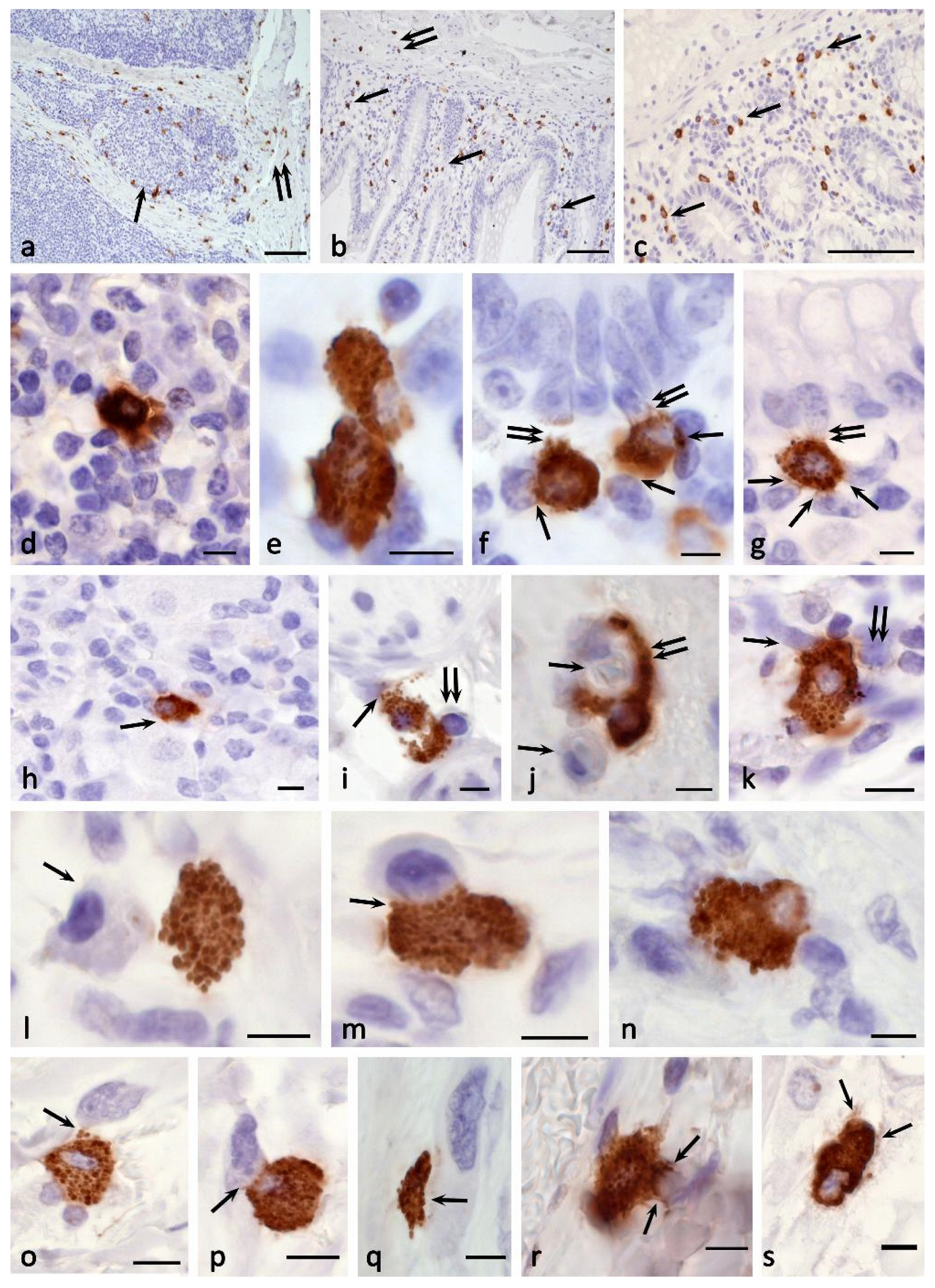 Cells 11 00570 g005 Cells 11 00570 g005