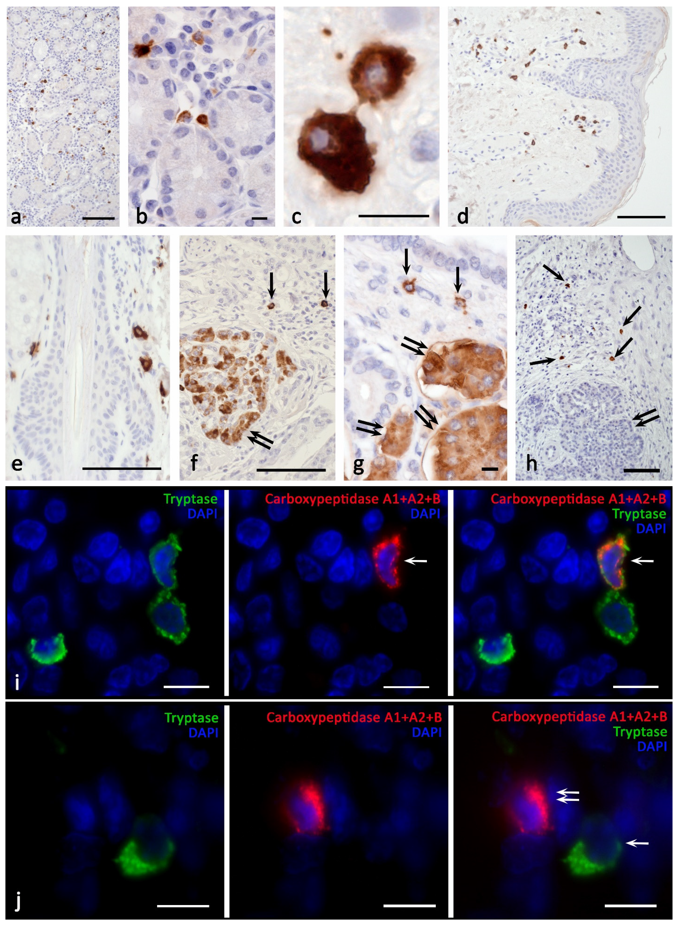 Cells 11 00570 g006 Cells 11 00570 g006