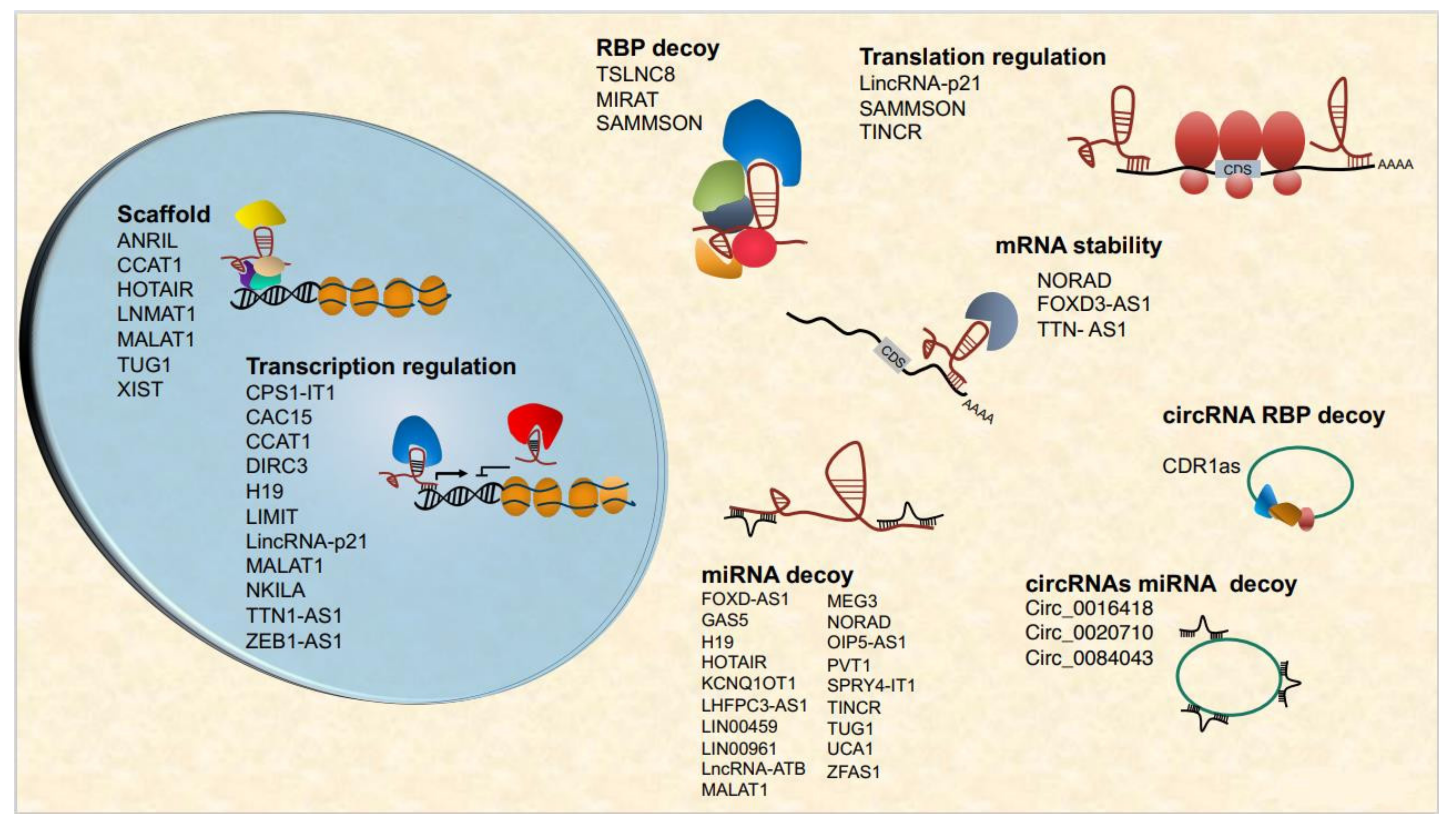 Cells 11 00577 g002 550