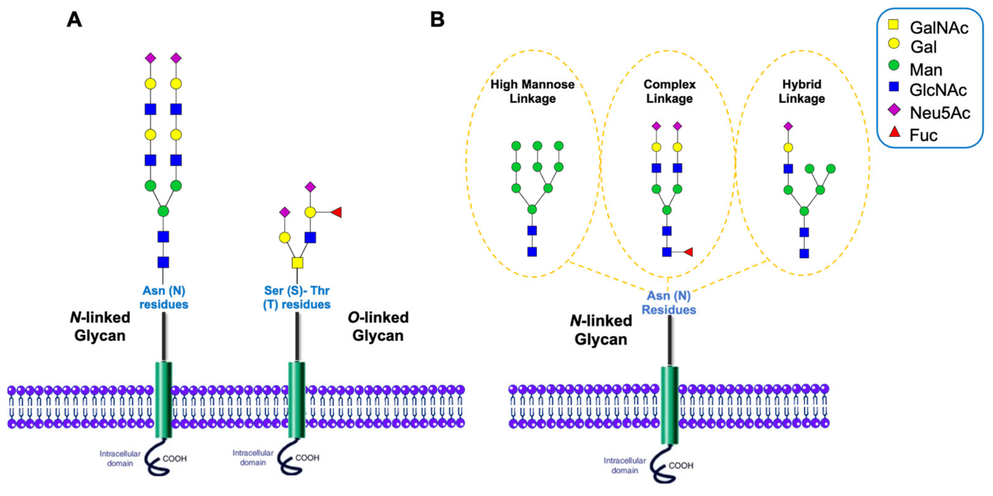 Cells 11 00581 g001 Cells 11 00581 g001