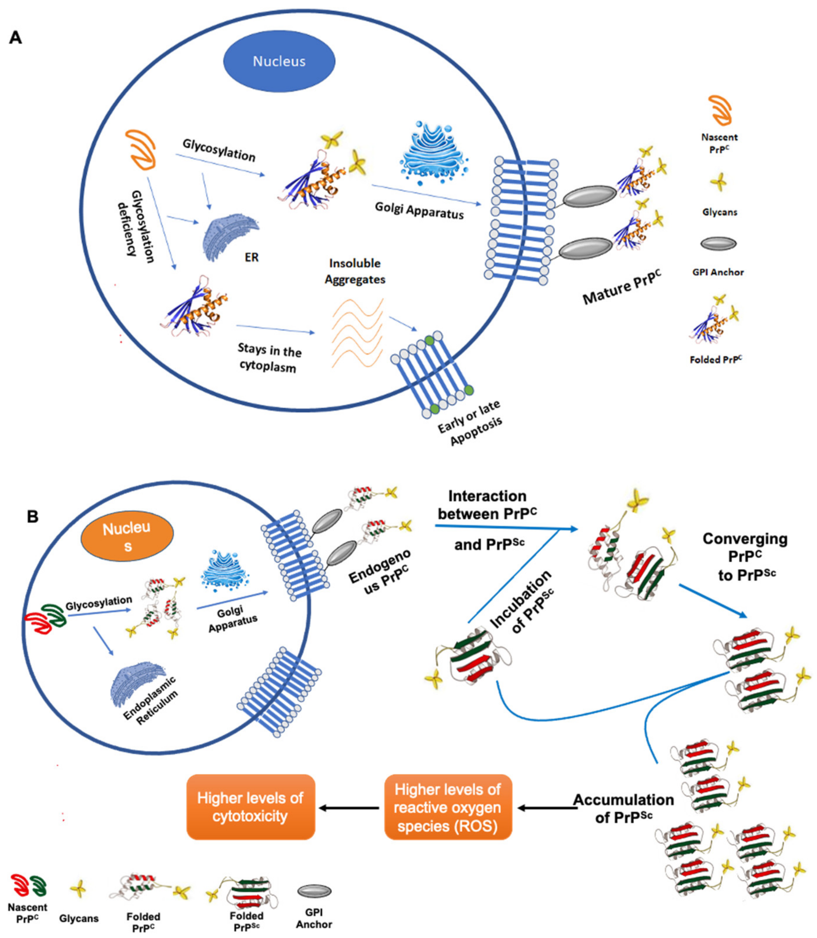 Cells 11 00581 g004 Cells 11 00581 g004