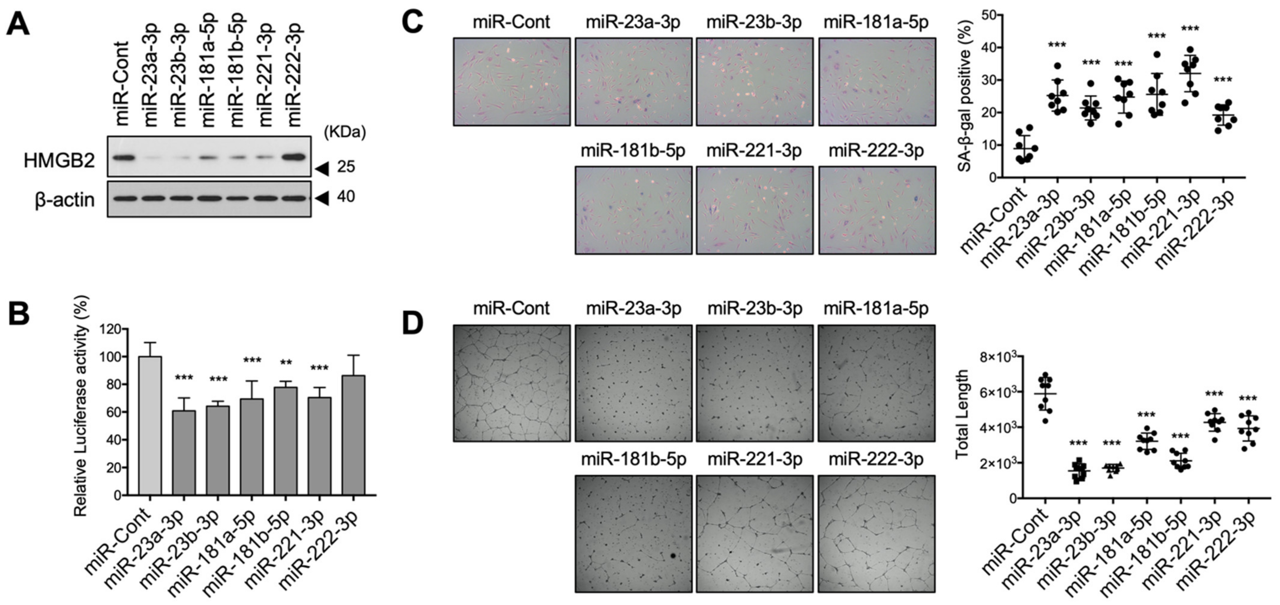 Cells 11 00584 g005 Cells 11 00584 g005
