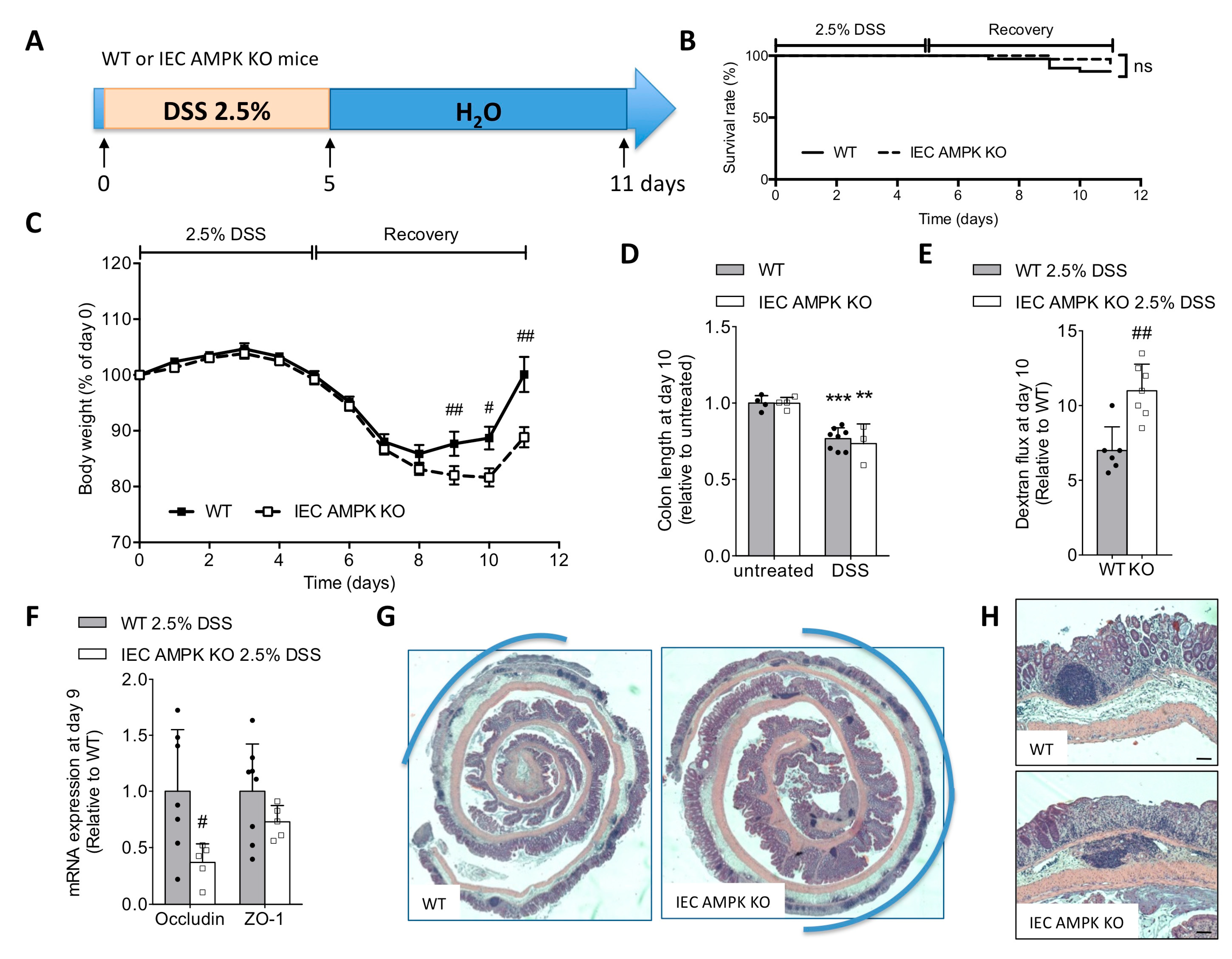 Cells 11 00590 g002a