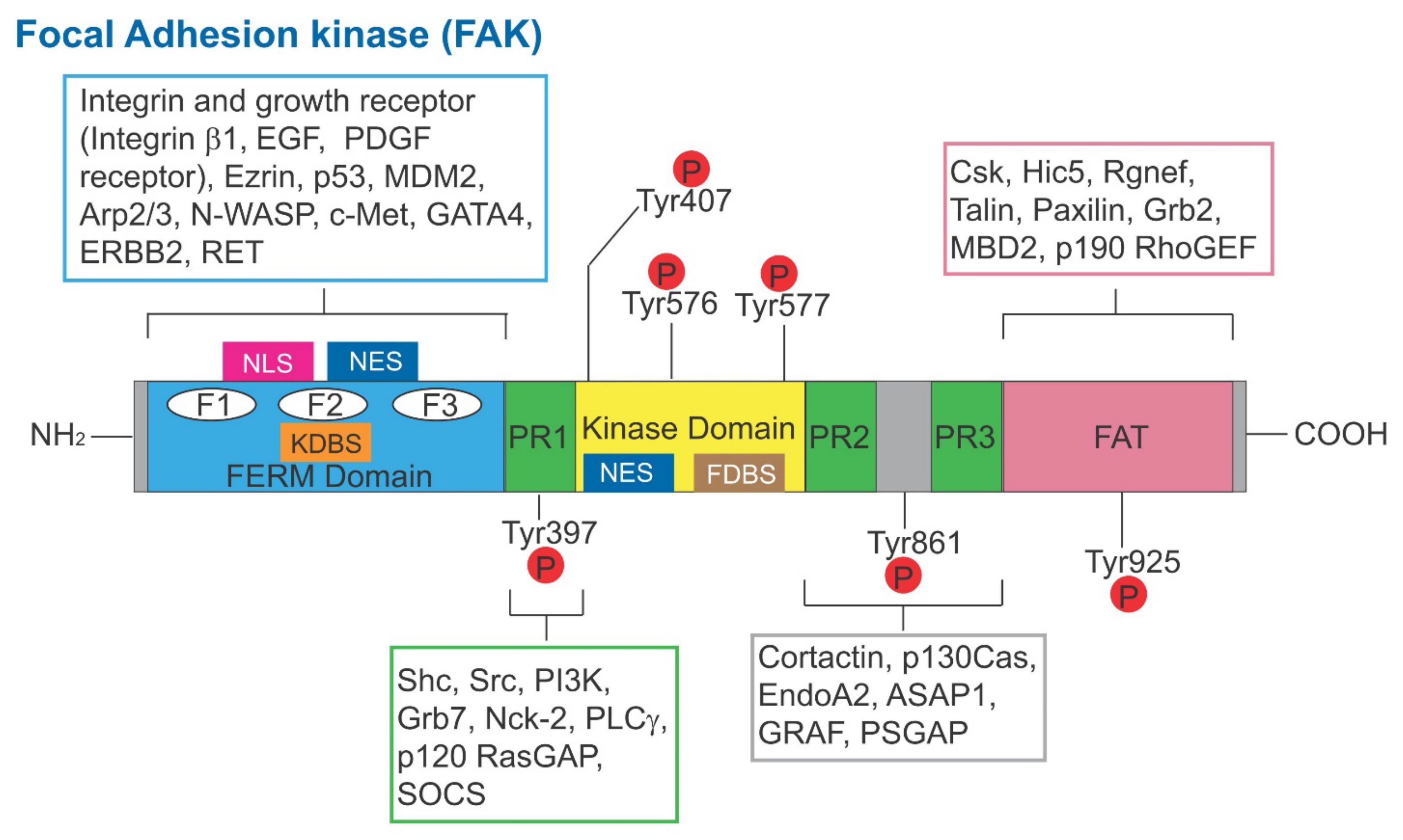 Cells 11 00591 g001 Cells 11 00591 g001