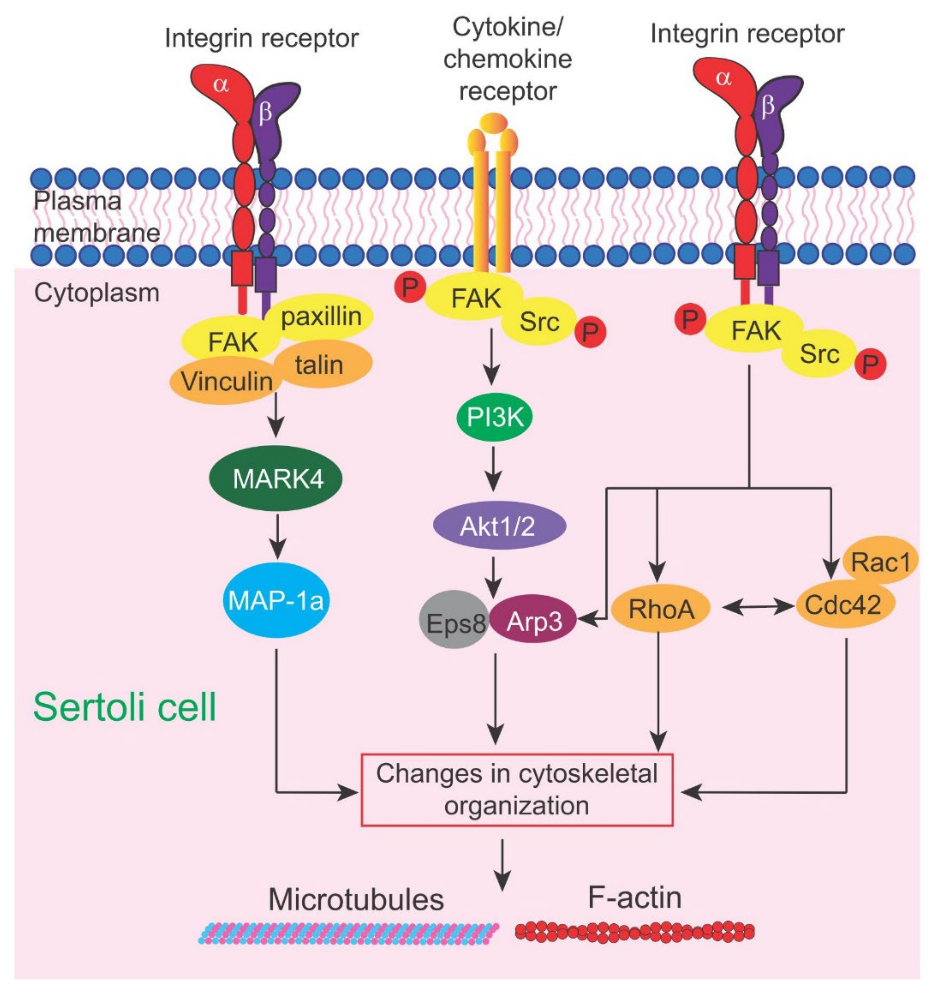 Cells 11 00591 g002 Cells 11 00591 g002