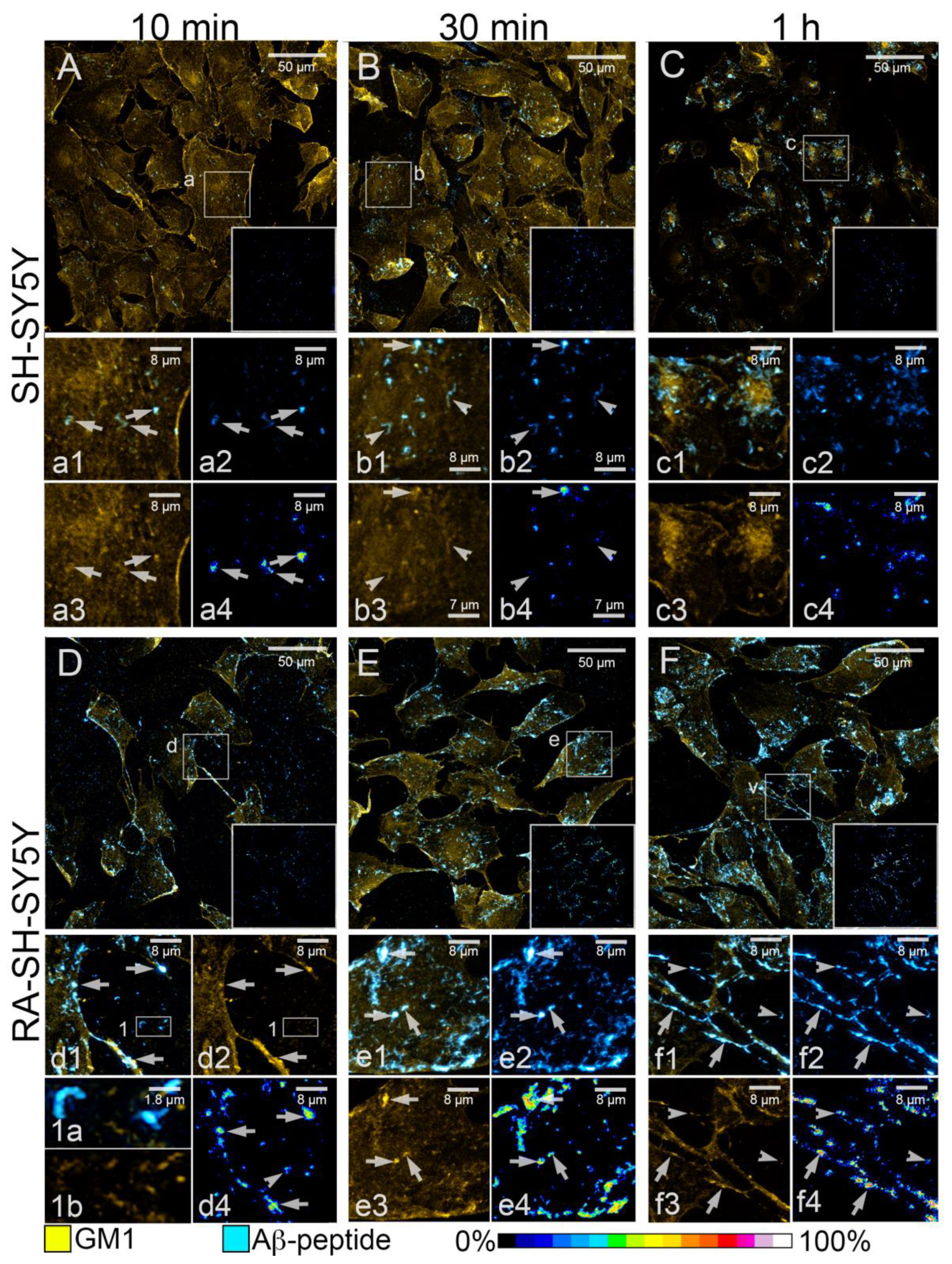 Cells 11 00601 g004 Cells 11 00601 g004
