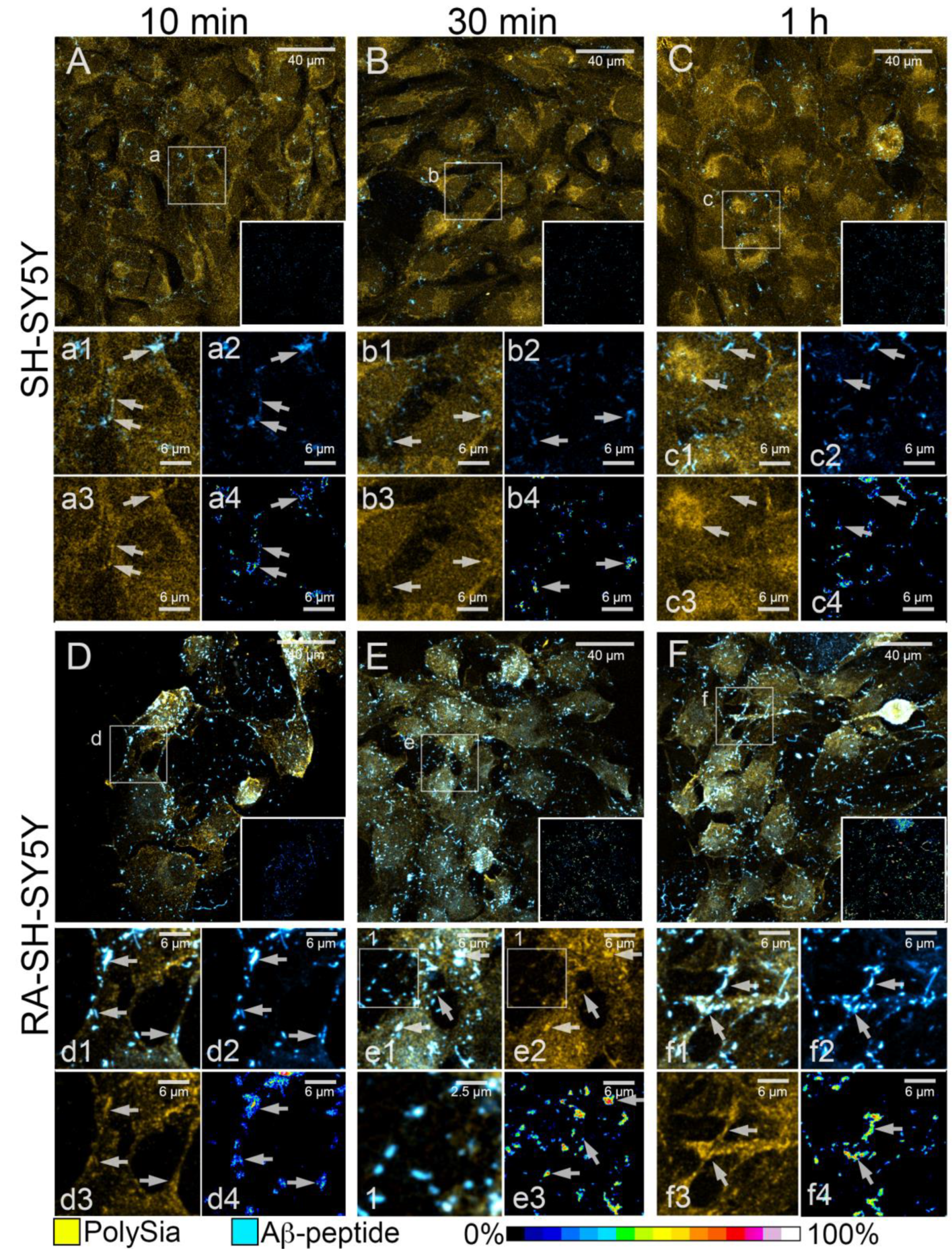 Cells 11 00601 g006 Cells 11 00601 g006