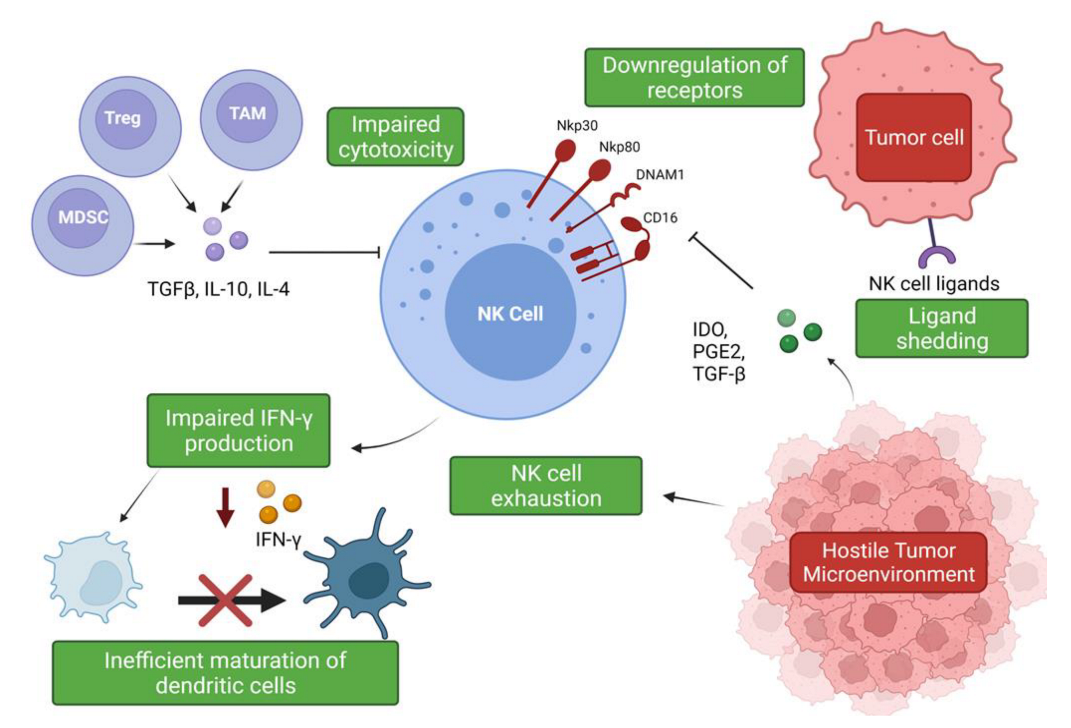 Harnessing Natural Killer Cells in Non-Small Cell Lung Cancer