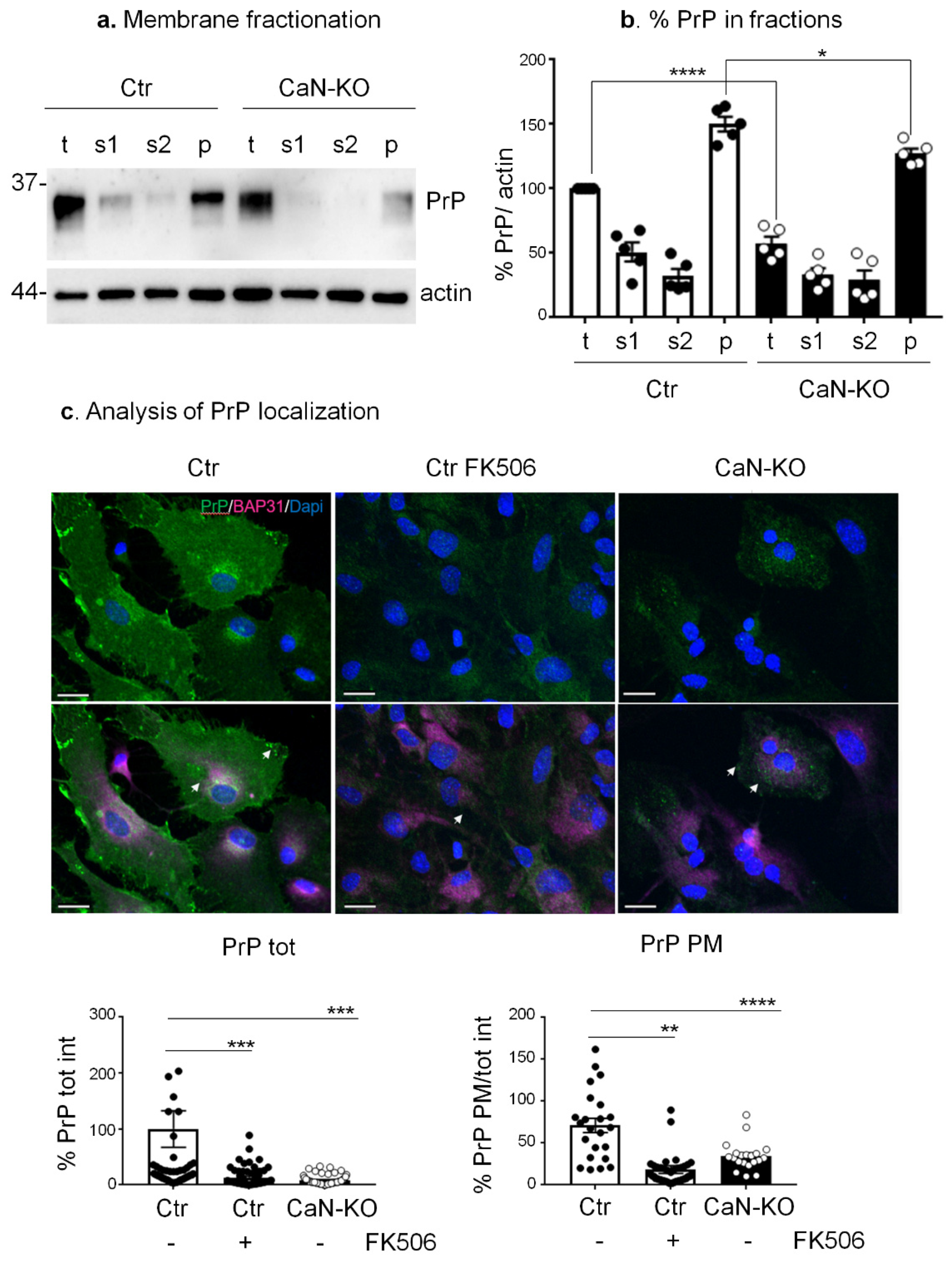 Cells 11 00609 g002 550