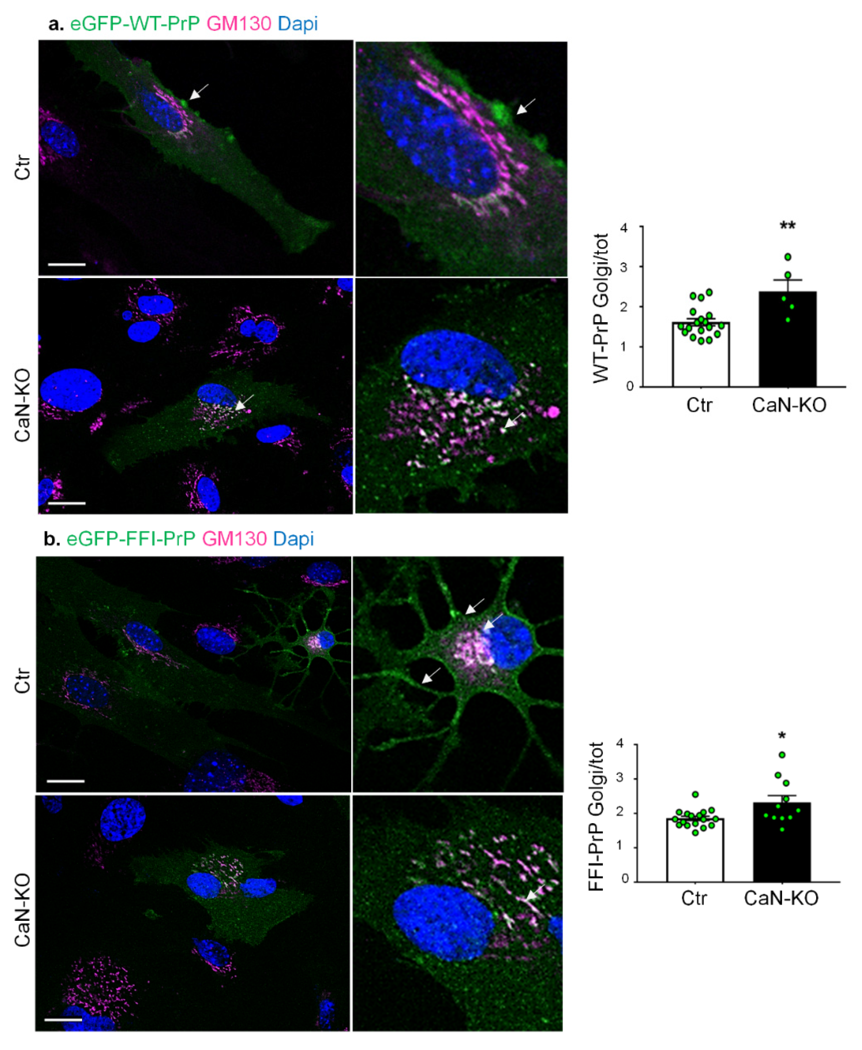 Cells 11 00609 g007 550