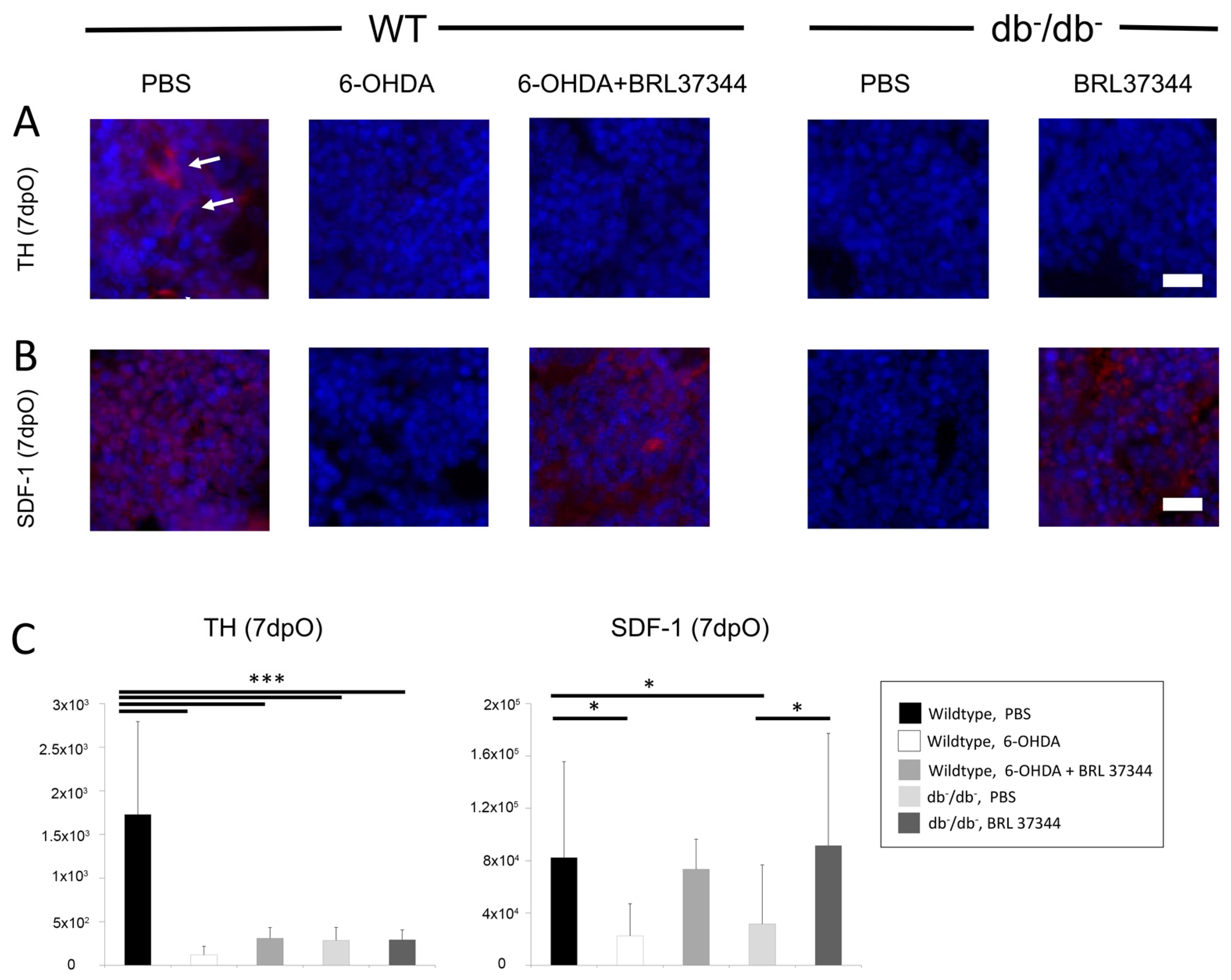 Cells 11 00612 g002 550