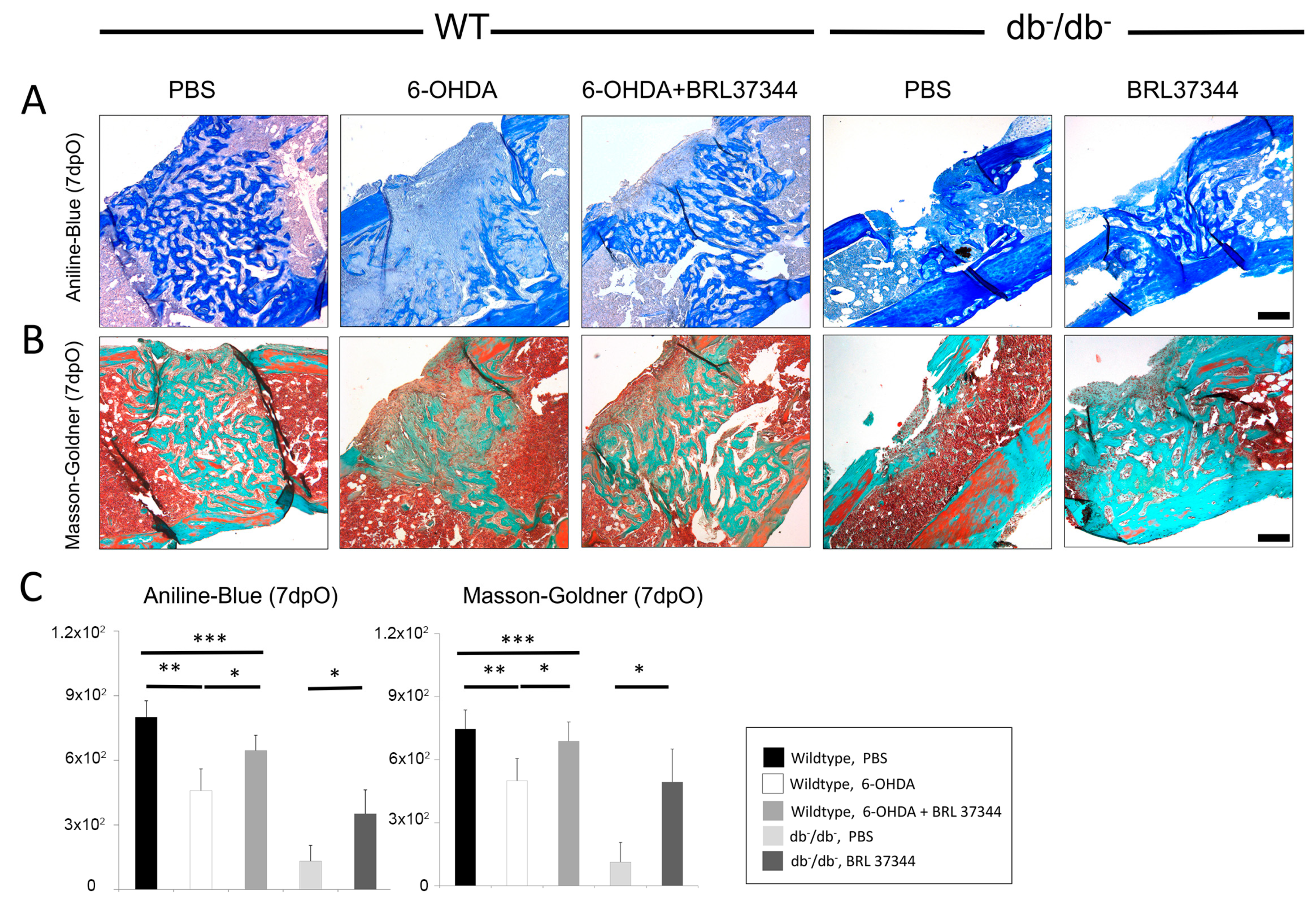 Cells 11 00612 g003 550