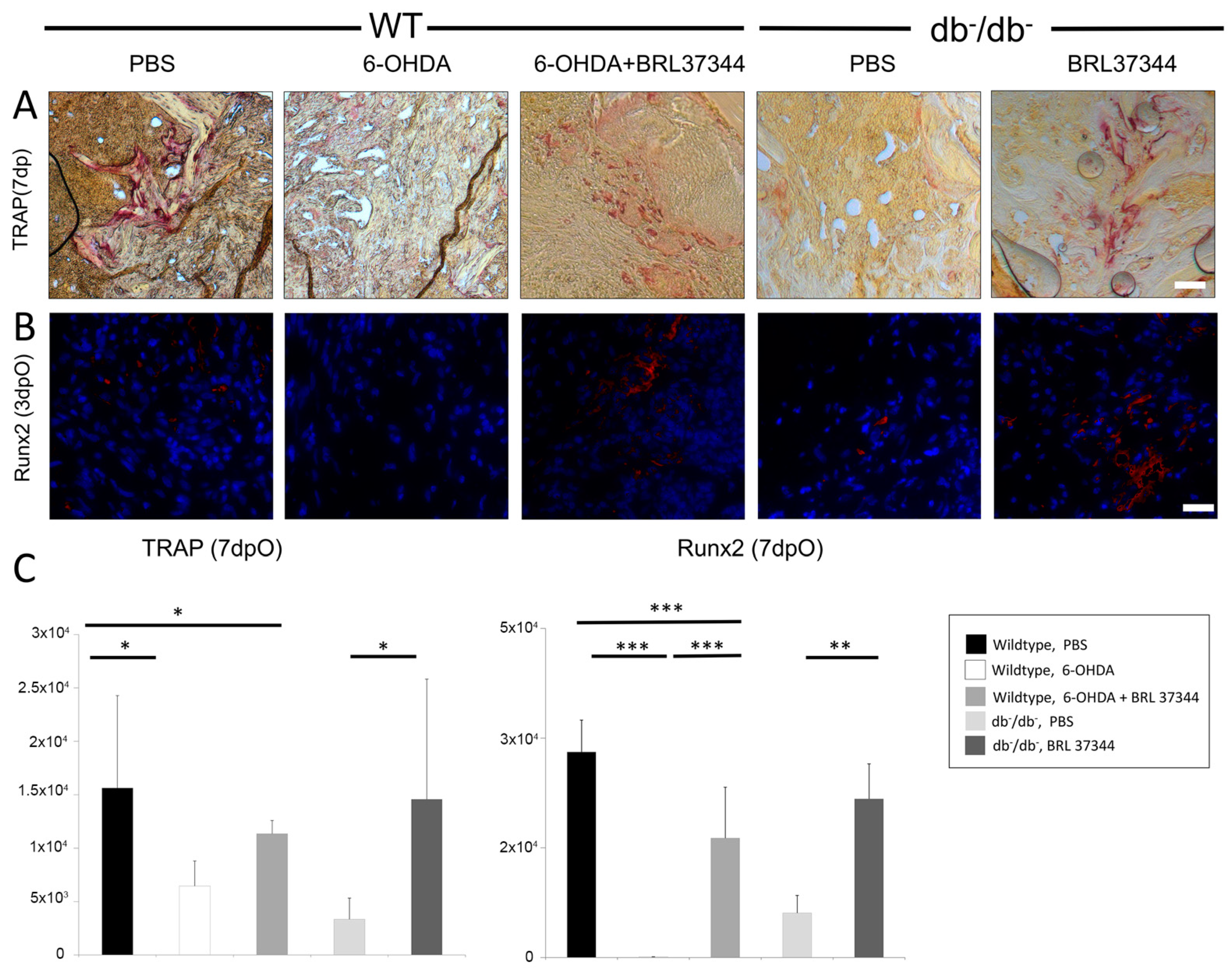 Cells 11 00612 g005 550