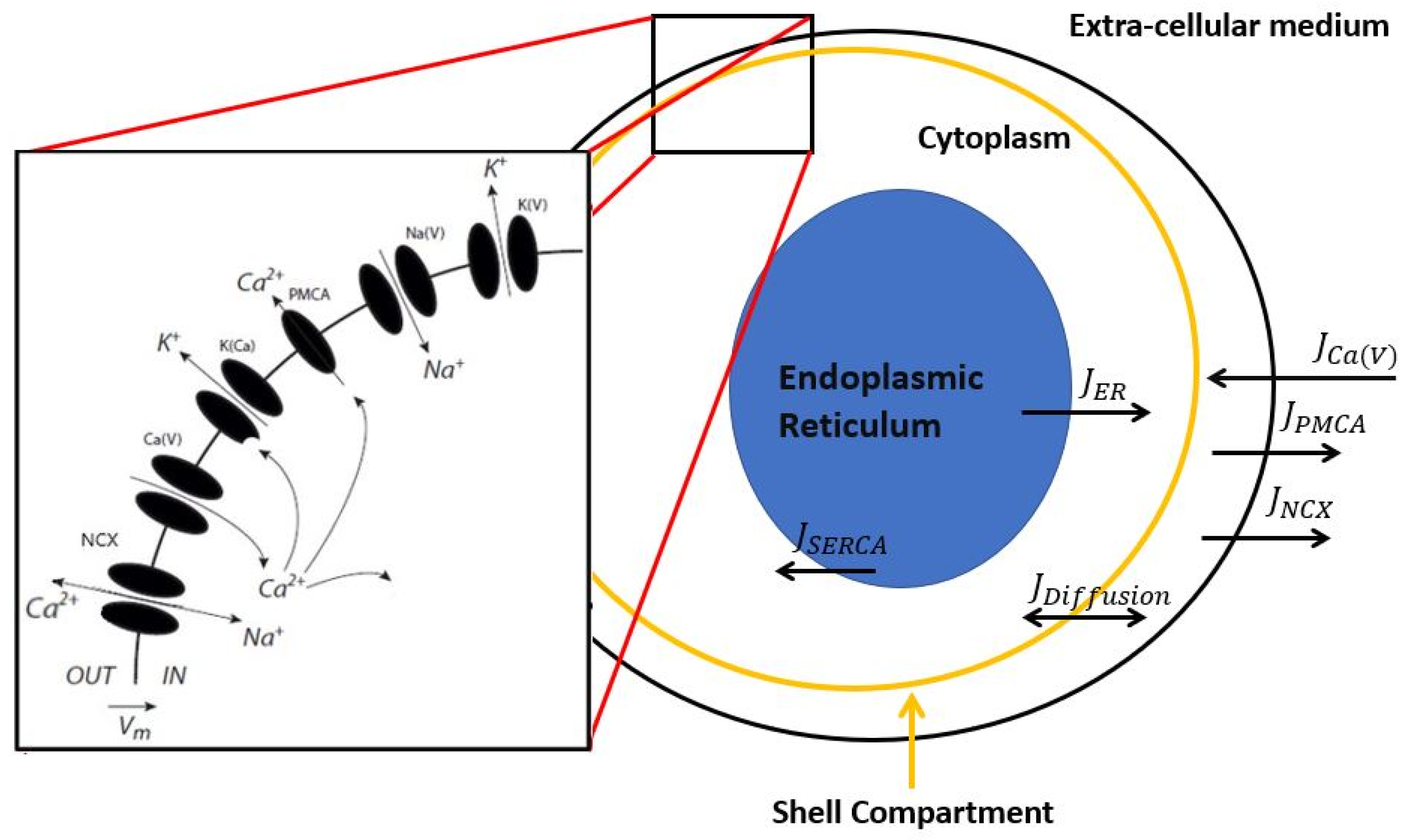 Cells 11 00615 g001 Cells 11 00615 g001