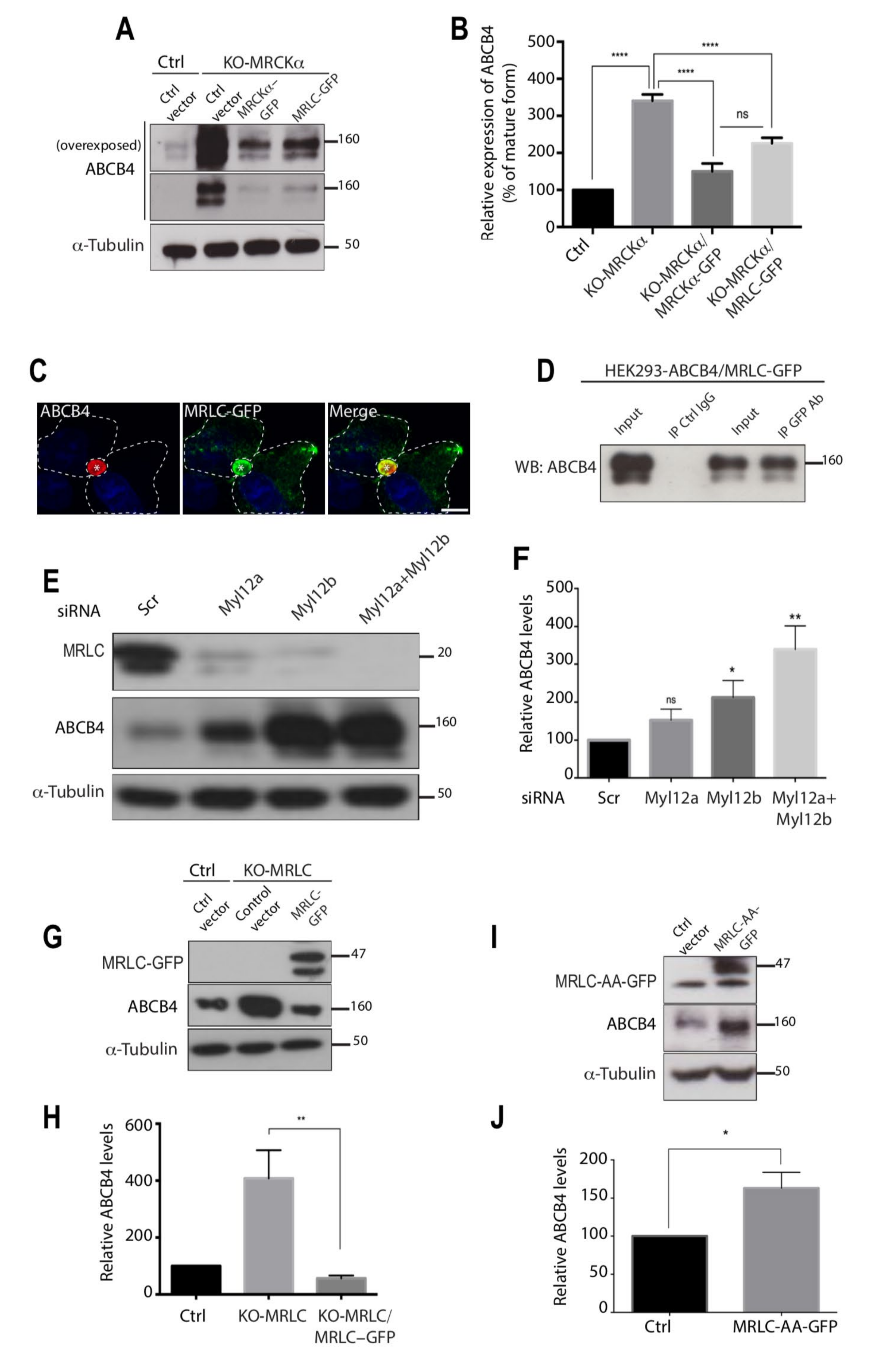 Cells 11 00617 g005 550