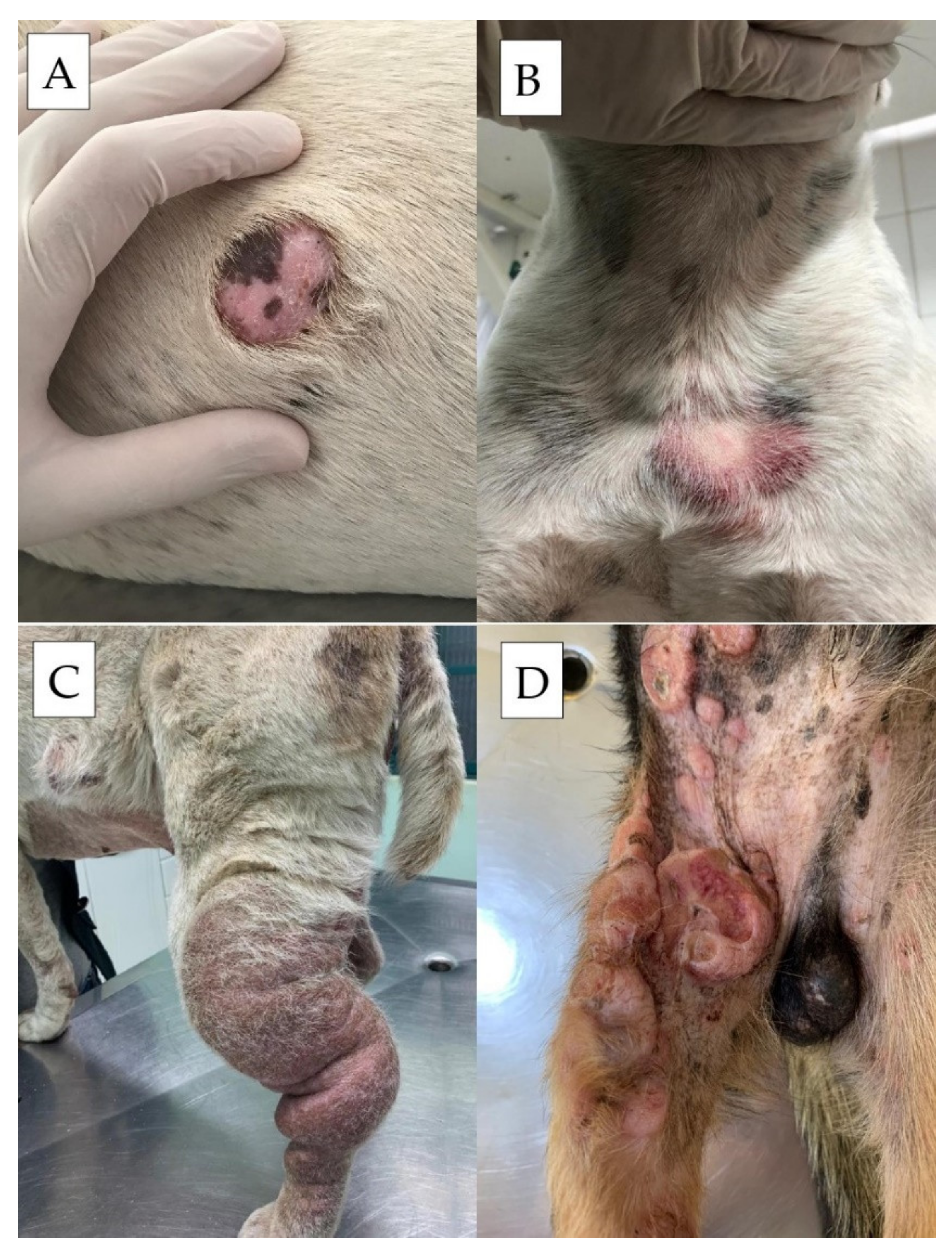 what is the life expectancy of a dog with a mast cell tumor