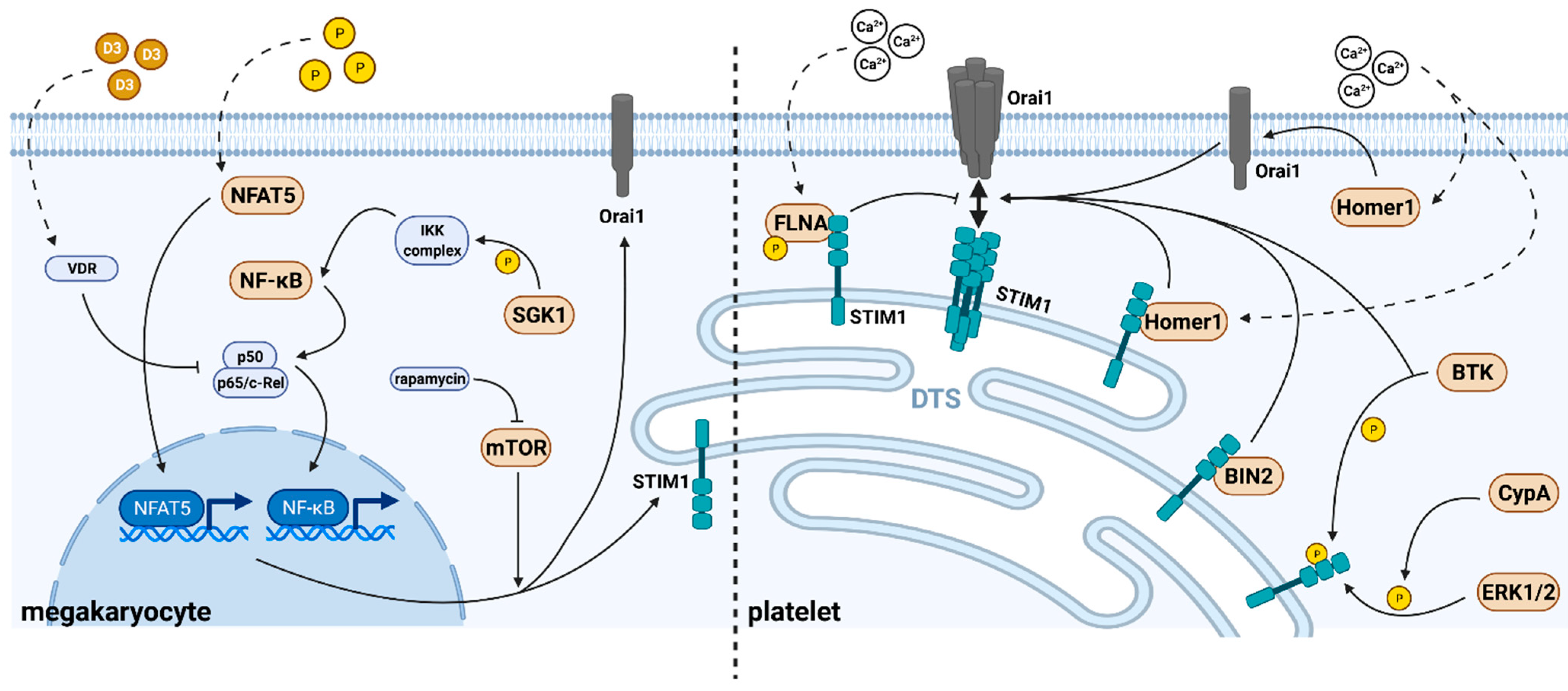 Cells 11 00619 g002 Cells 11 00619 g002