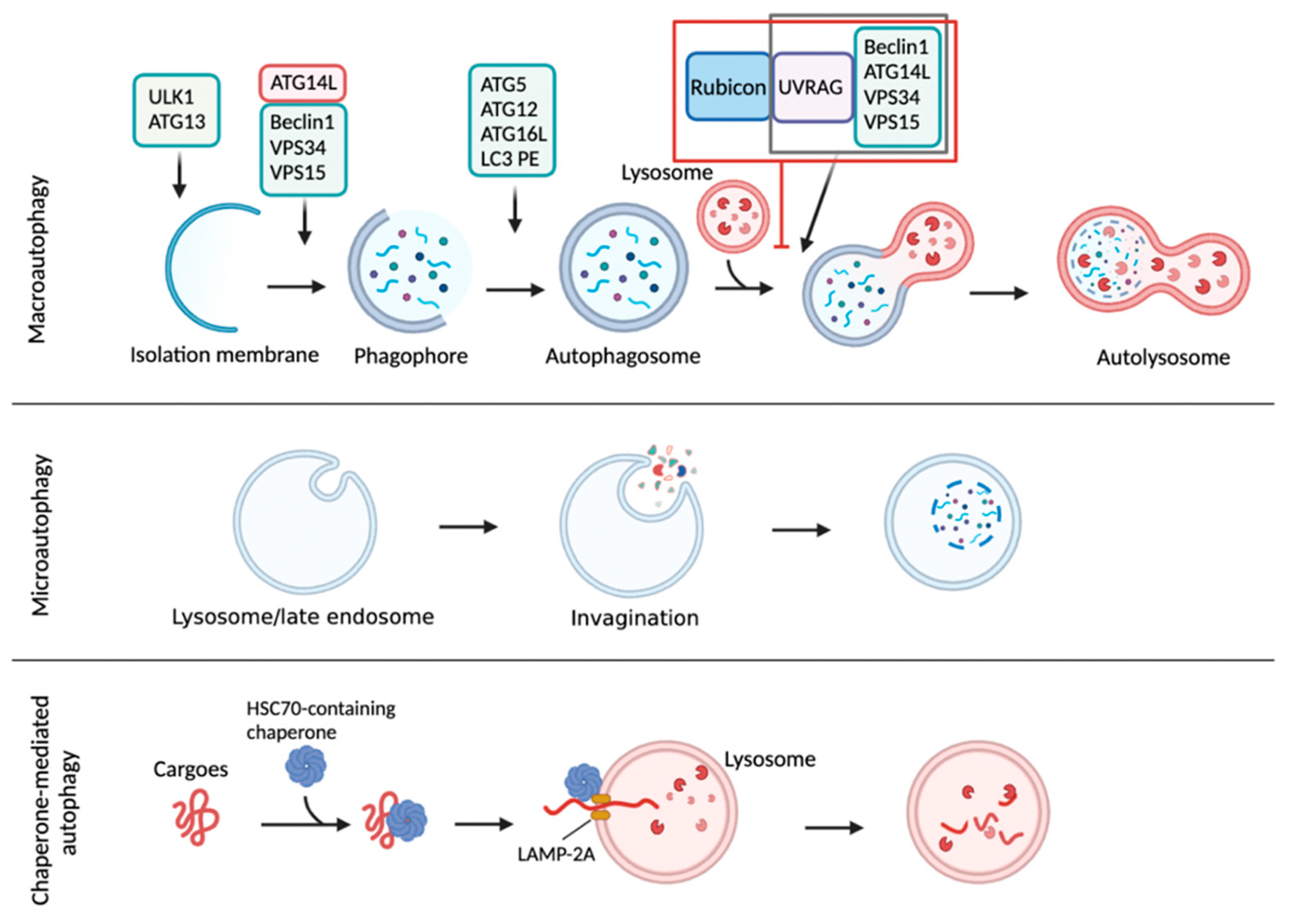 Cells 11 00620 g001 Cells 11 00620 g001