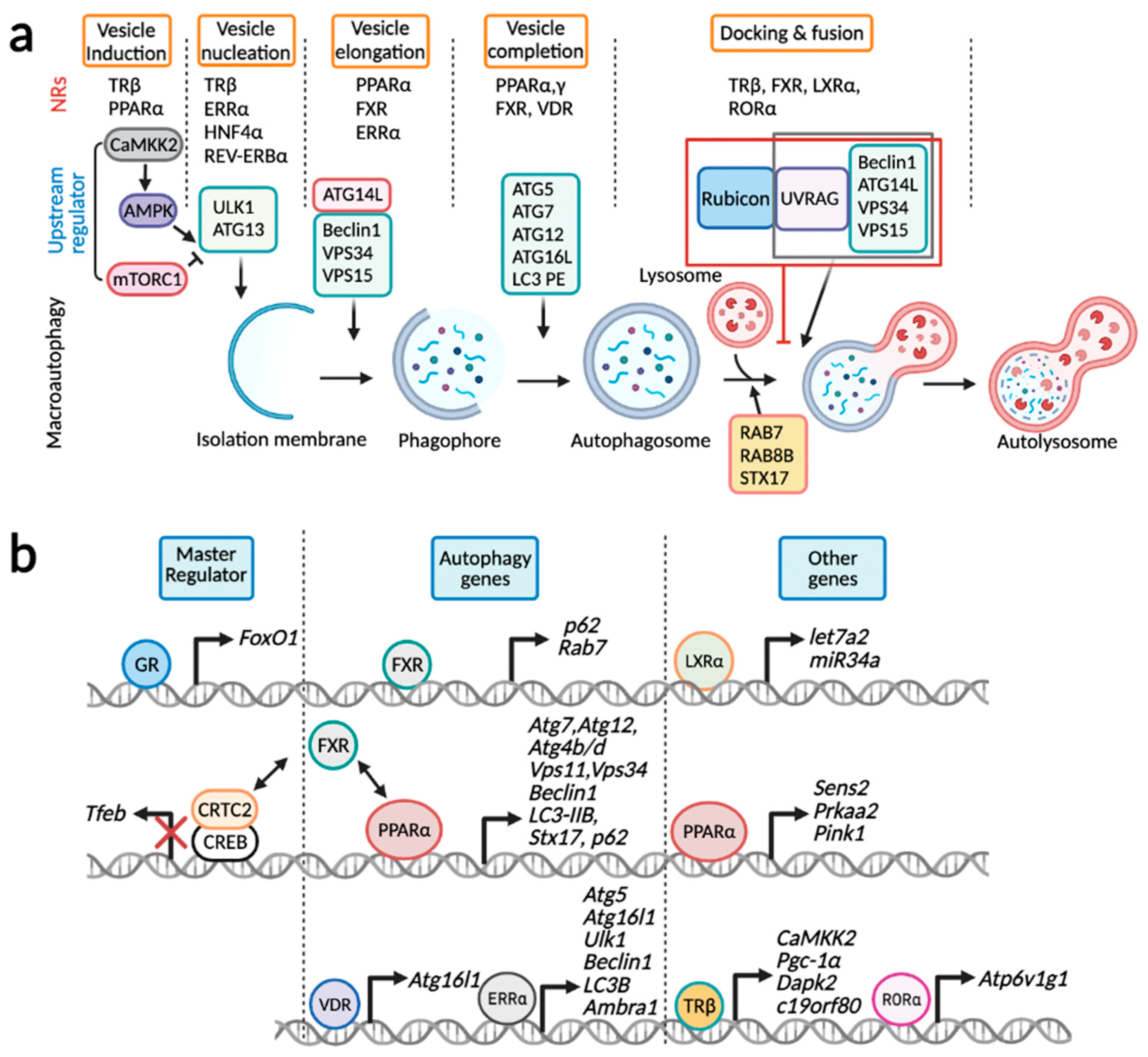 Cells 11 00620 g003 Cells 11 00620 g003