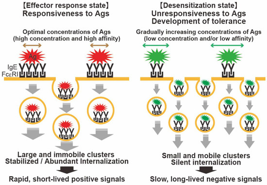 FcεRI: A Master Regulator of Mast Cell Functions
