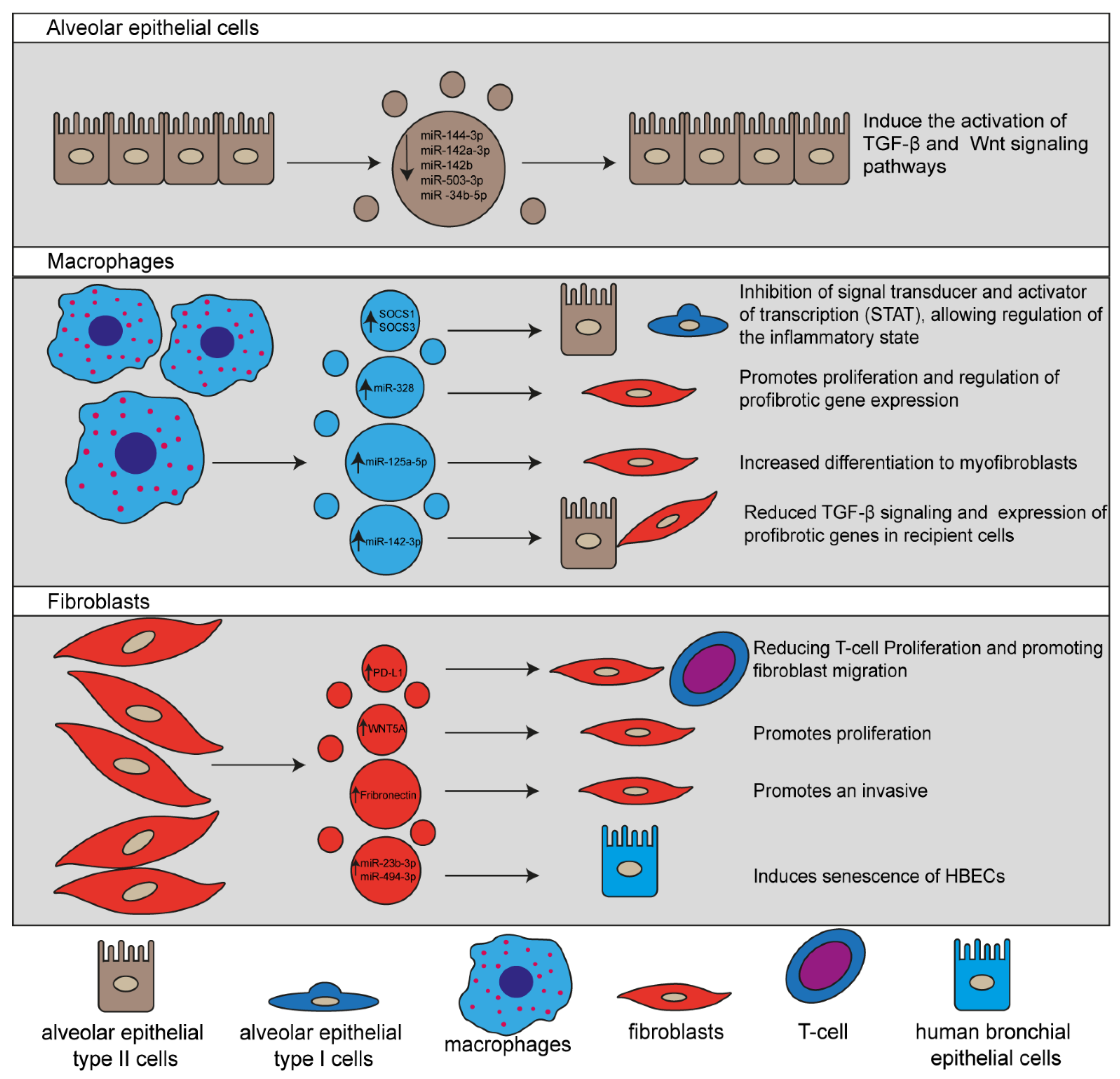 Cells 11 00630 g002 Cells 11 00630 g002