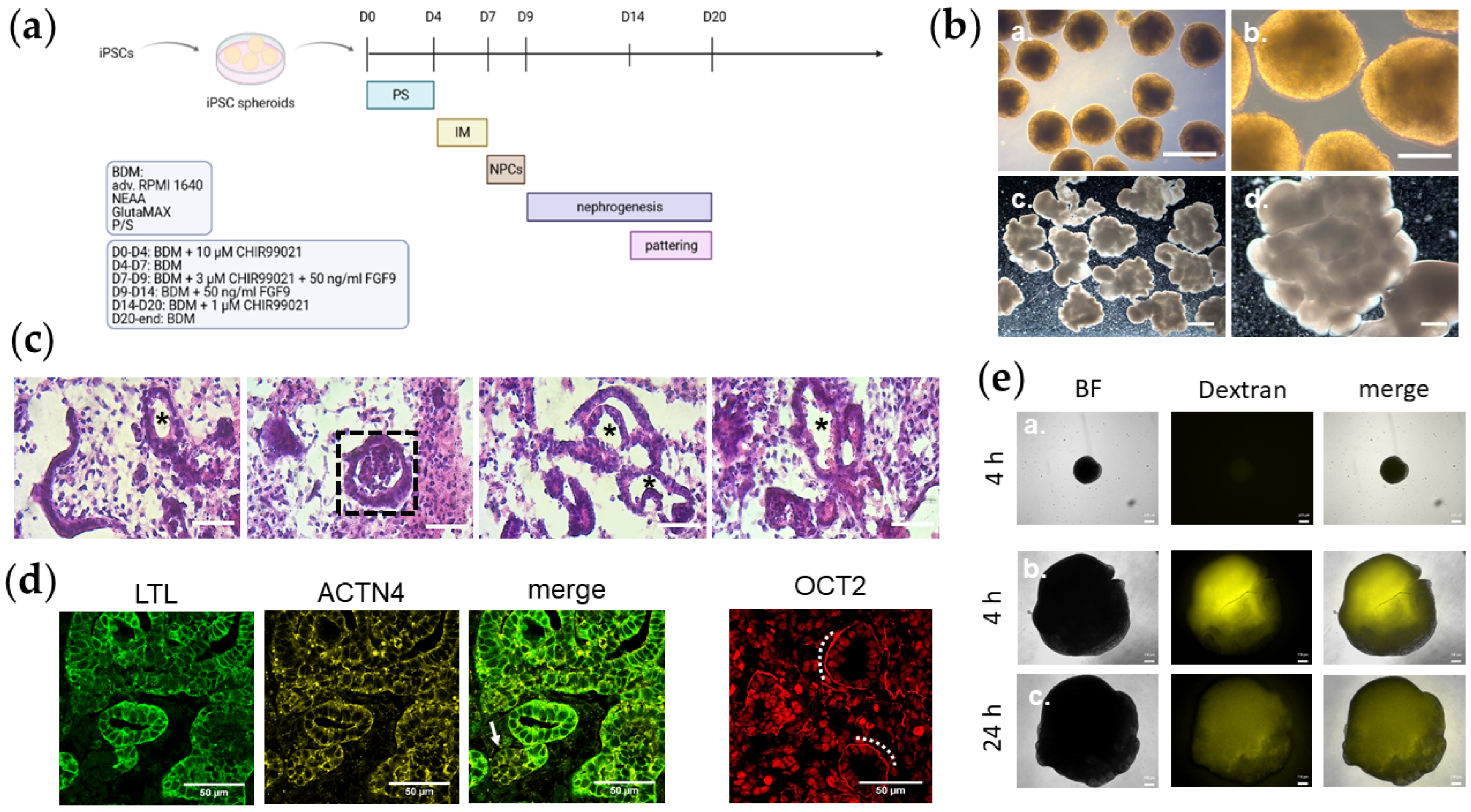 Cells 11 00635 g001 Cells 11 00635 g001
