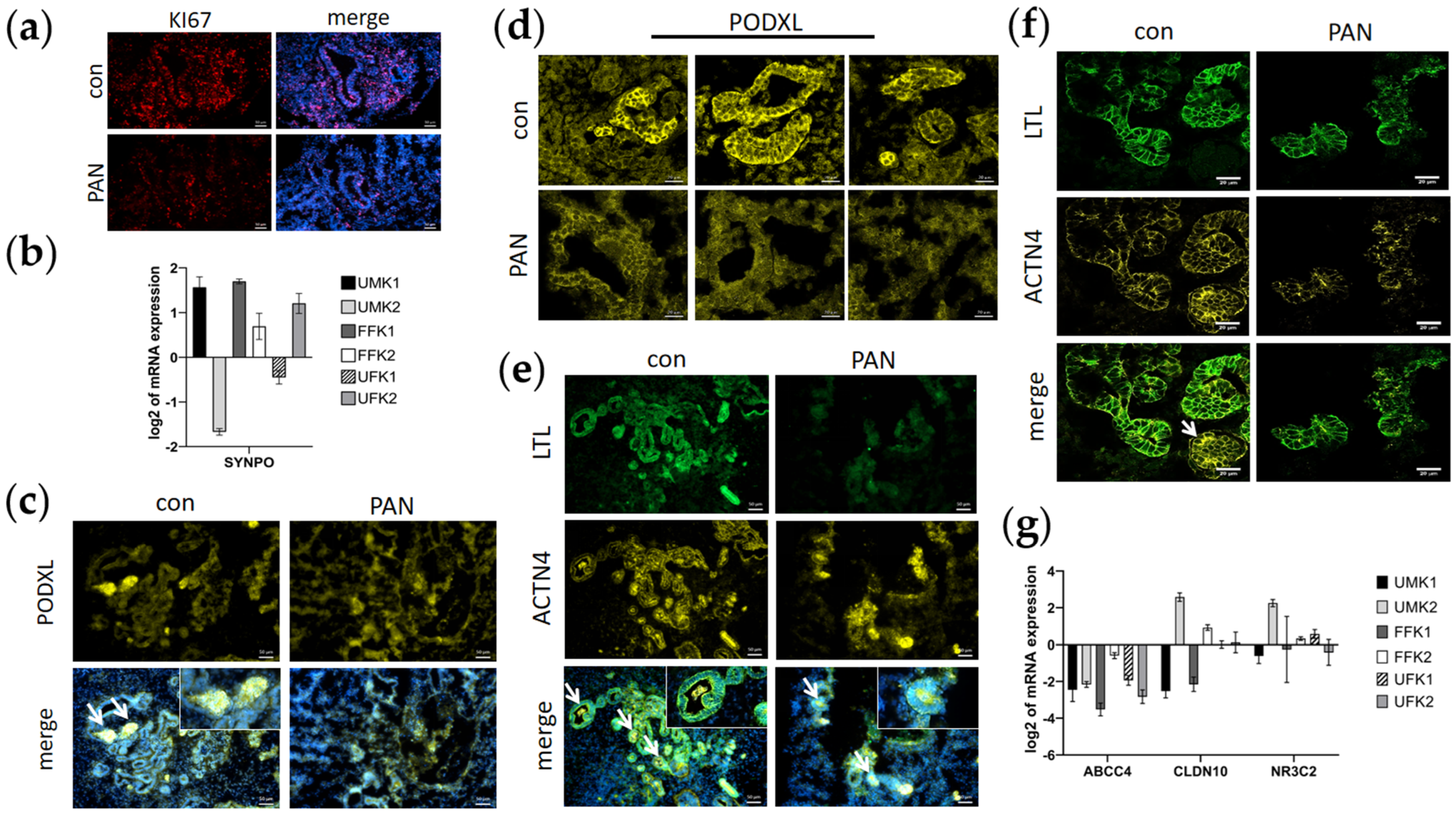 Cells 11 00635 g003 Cells 11 00635 g003