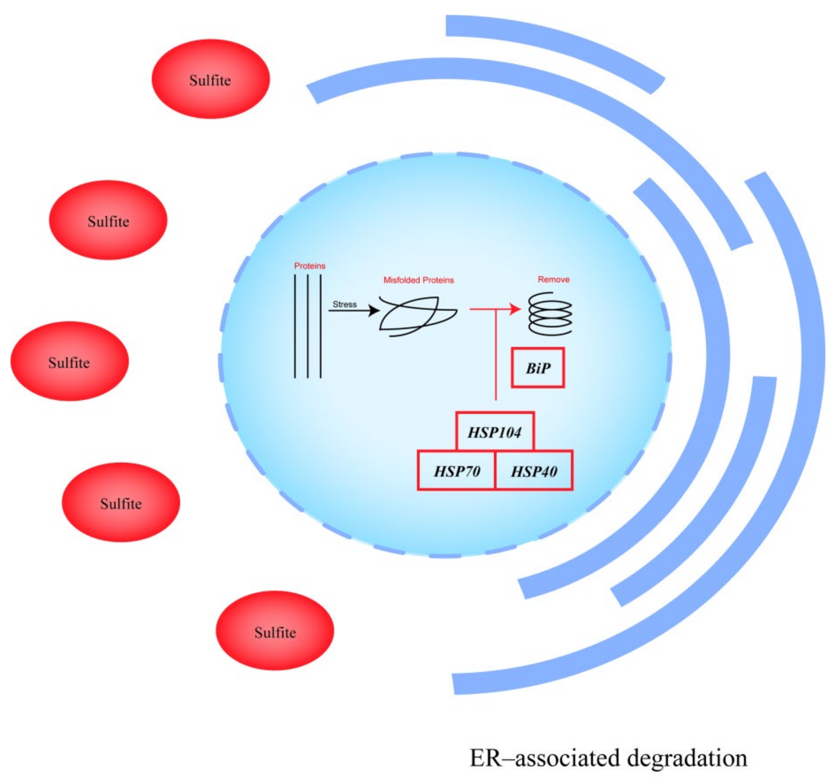 Cells 11 00636 g005 Cells 11 00636 g005