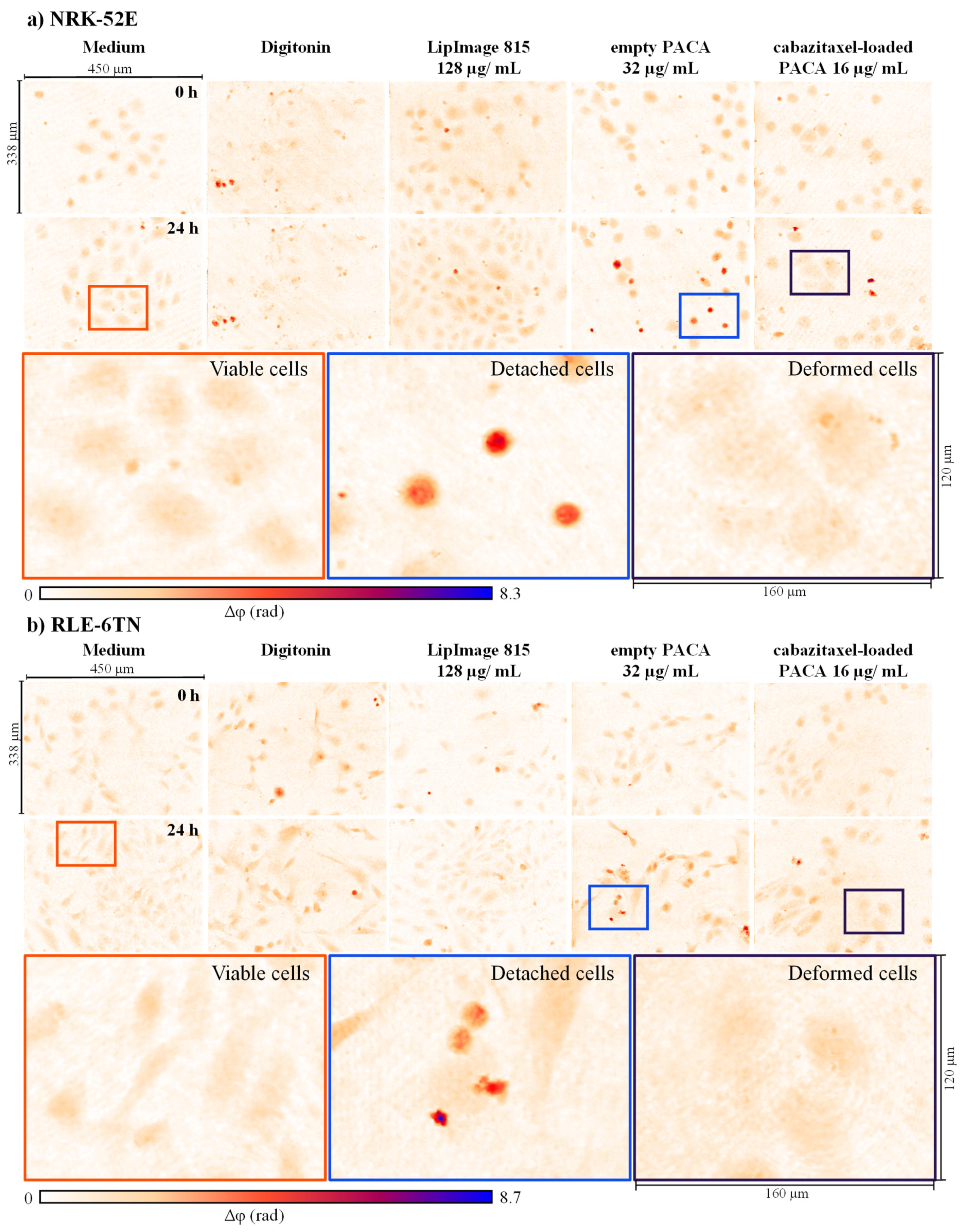 Cells 11 00644 g003 550
