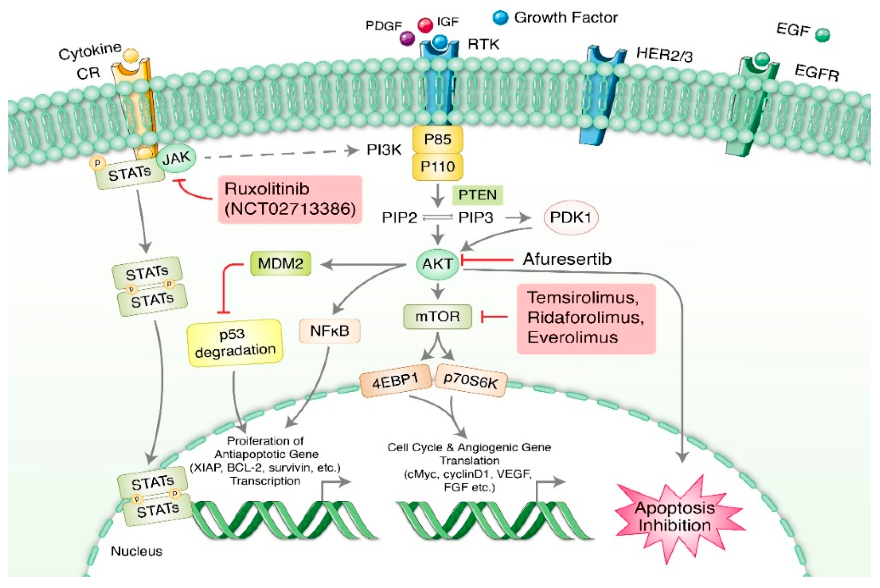 Nanodrug Delivery Strategies to Signaling Pathways in Alopecia