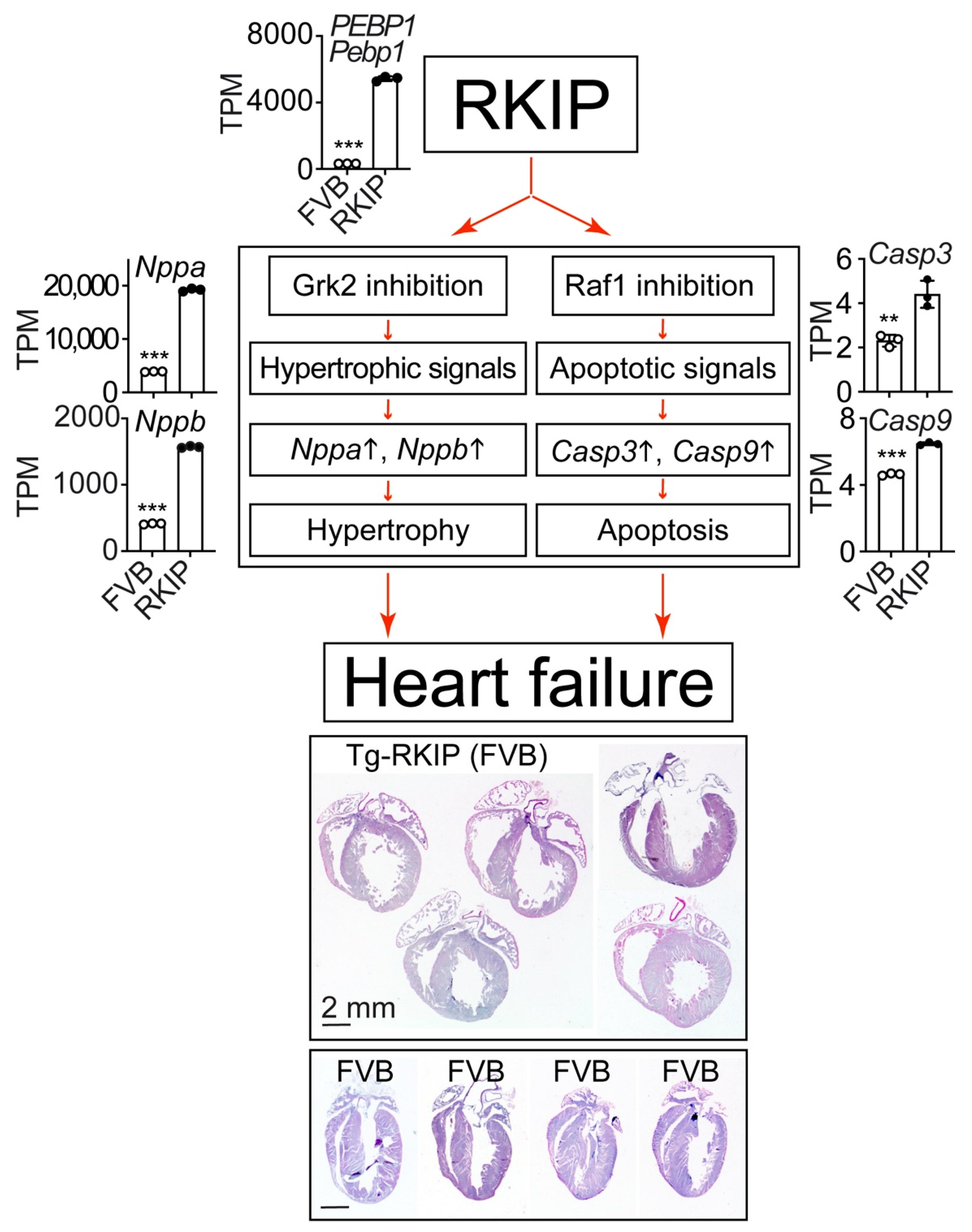 Cells 11 00654 g003 Cells 11 00654 g003
