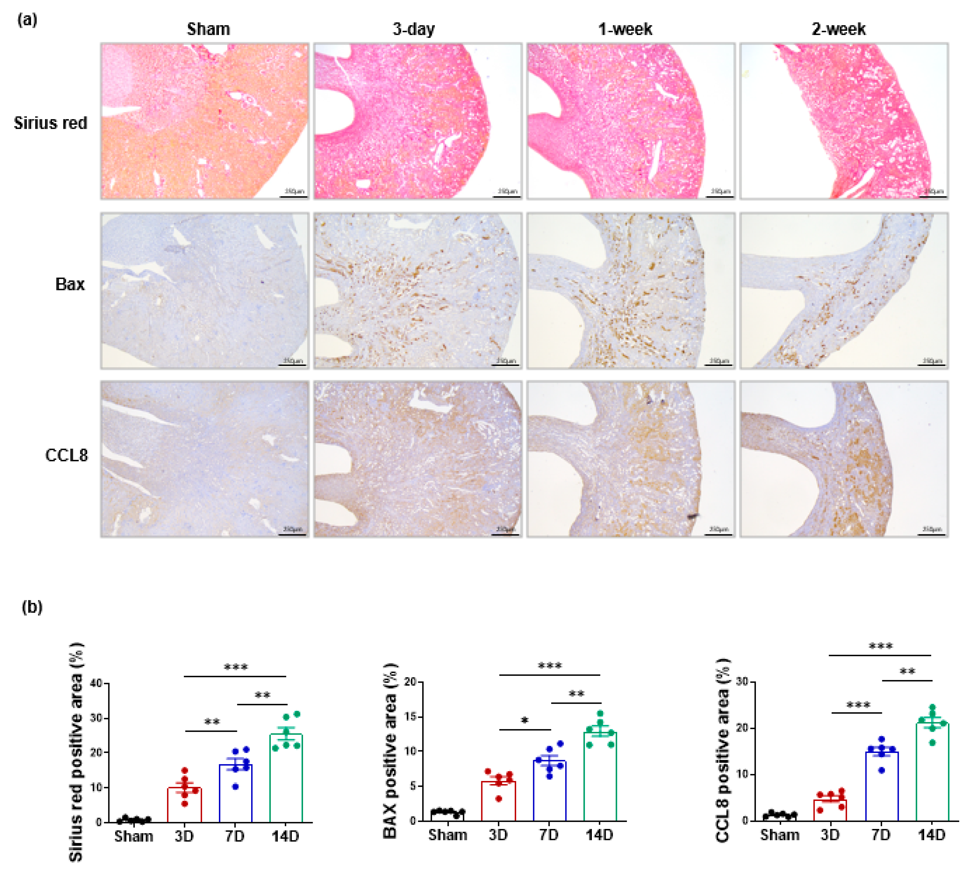 Cells 11 00658 g006 550