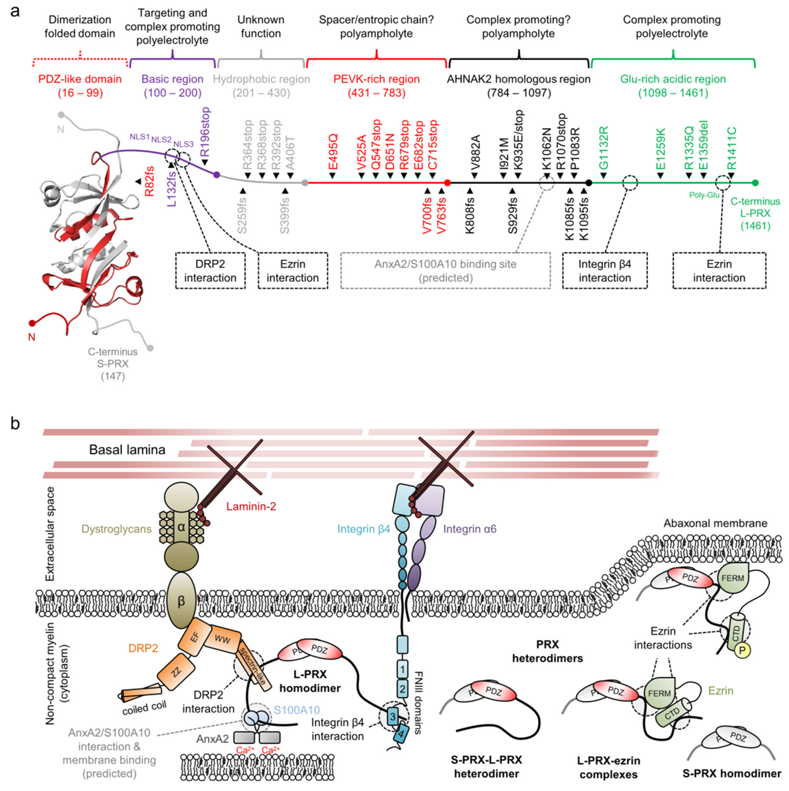 Cells 11 00662 g001 550