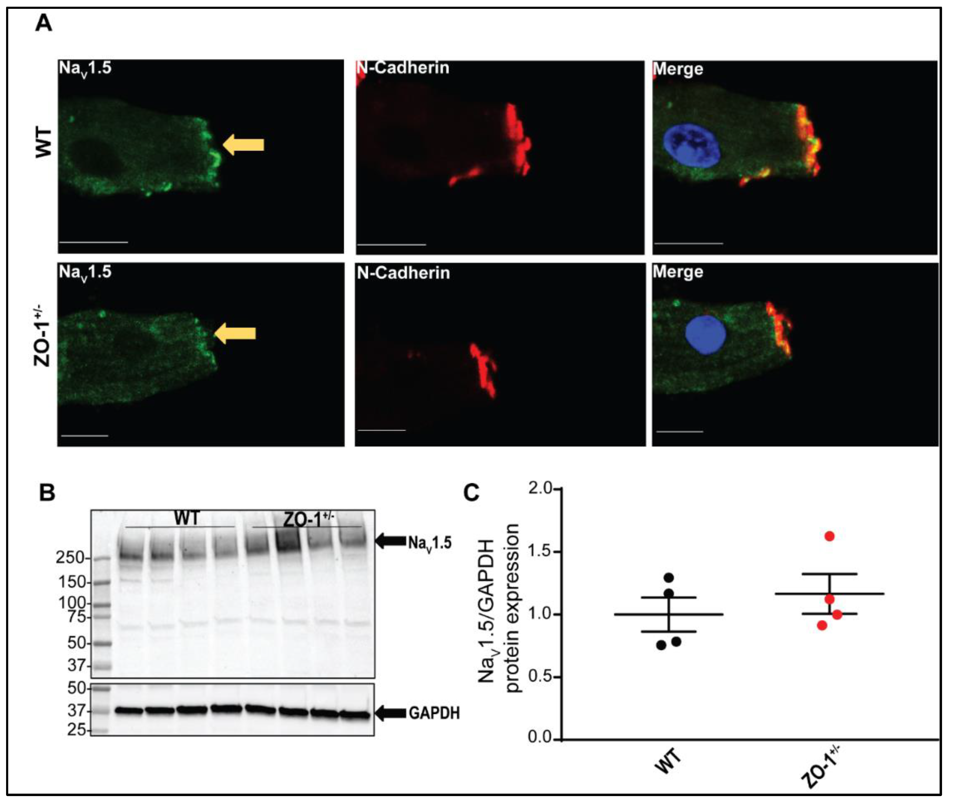 Cells 11 00665 g007 550