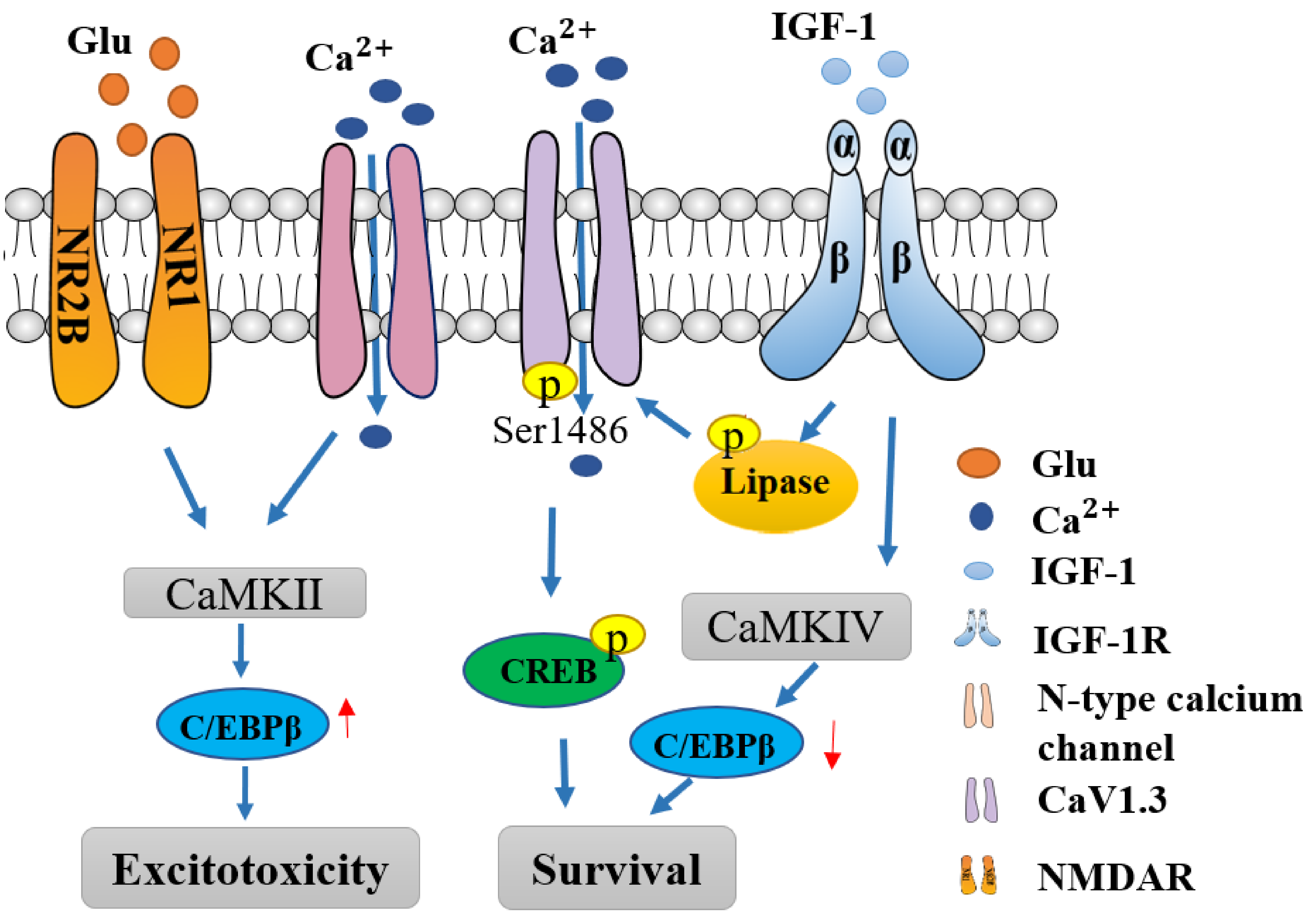 Cells 11 00666 g005 Cells 11 00666 g005