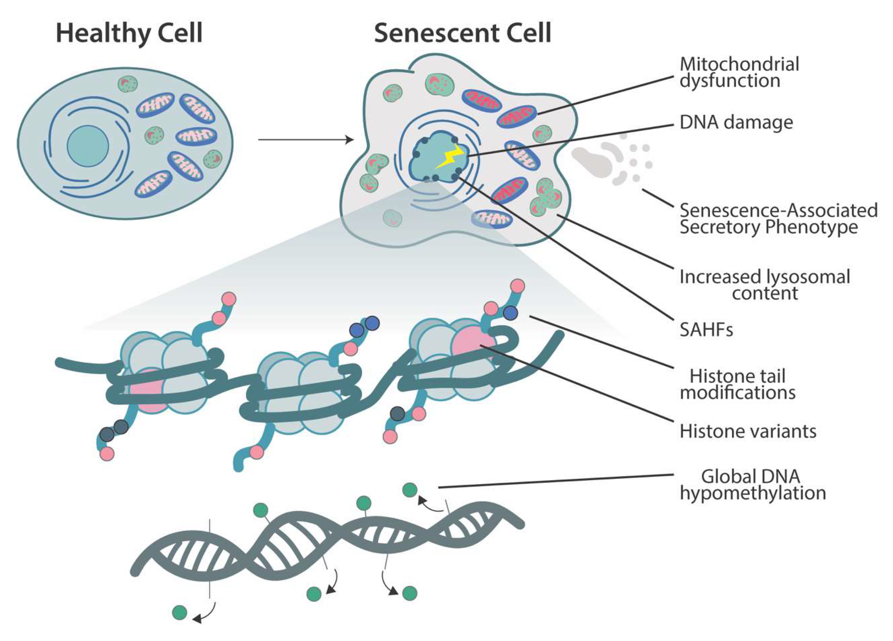 Epigenetic Regulation of Cellular Senescence Biology Diagrams