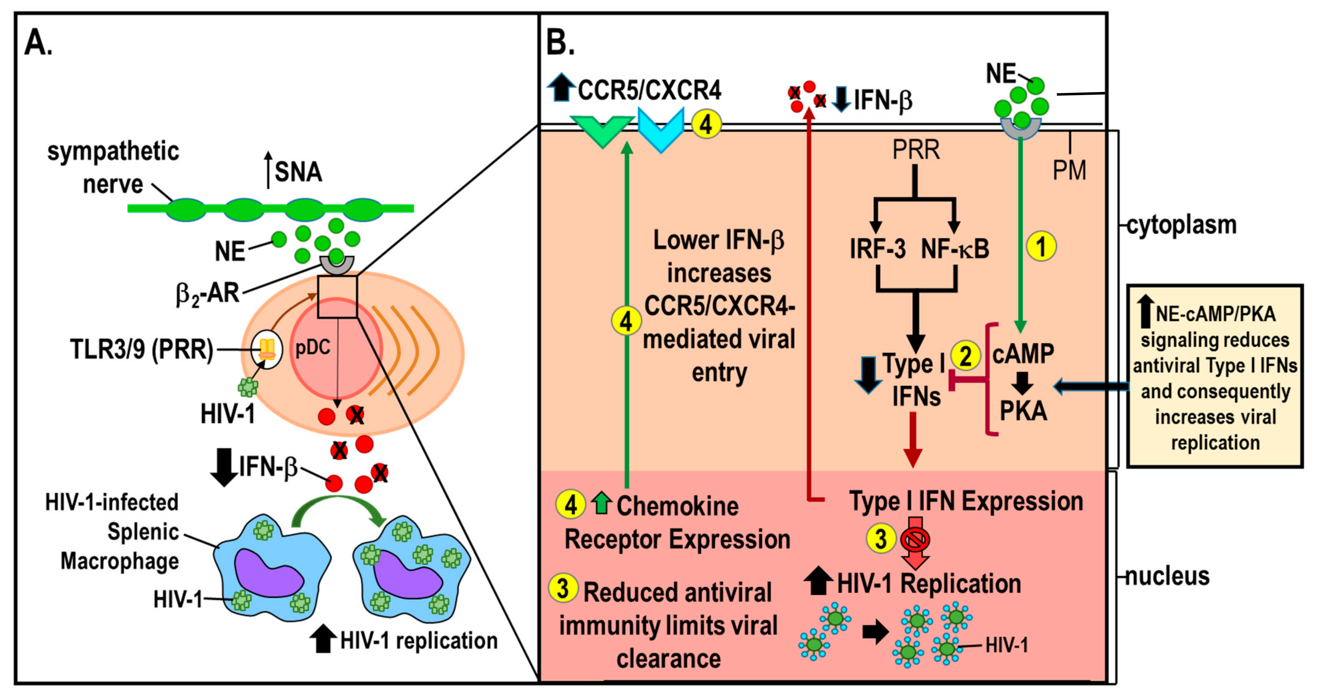 Cells 11 00673 g002 Cells 11 00673 g002