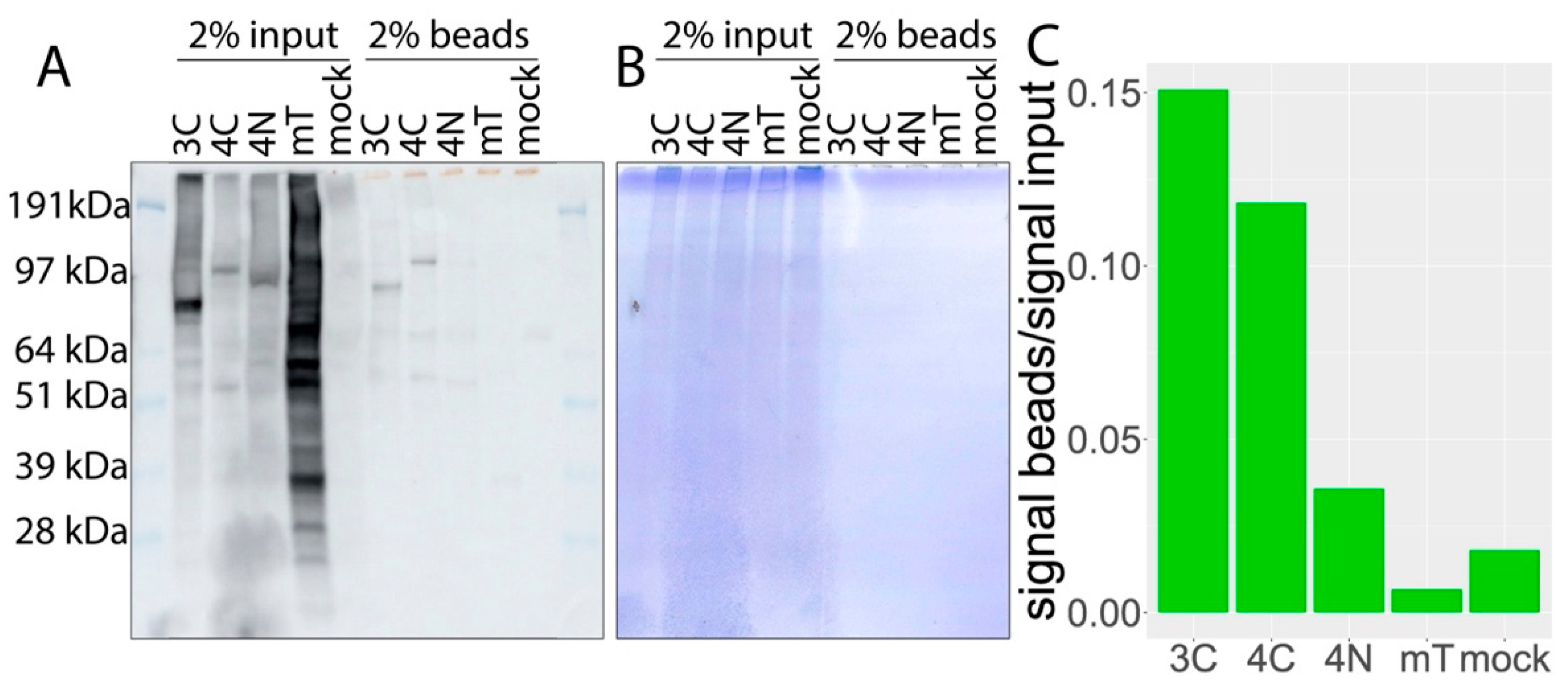 Cells 11 00674 g003 550