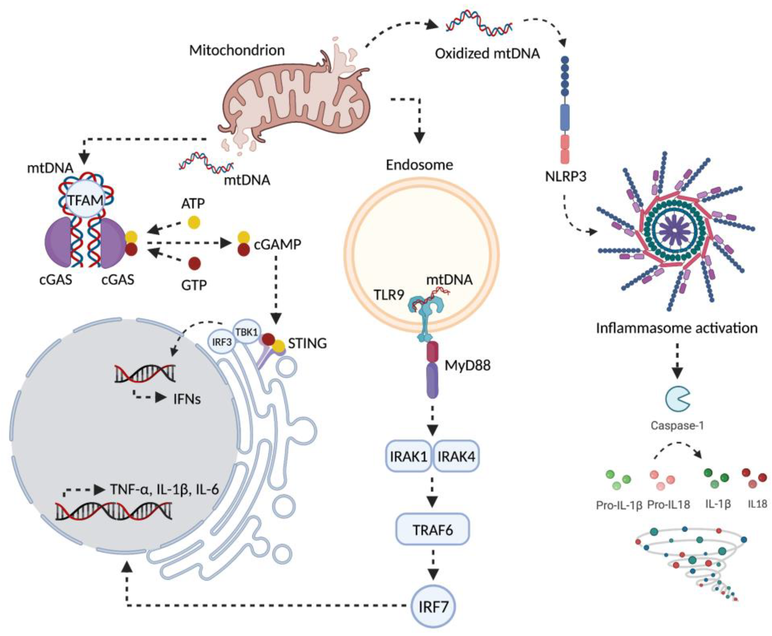 Cells 11 00675 g002 Cells 11 00675 g002