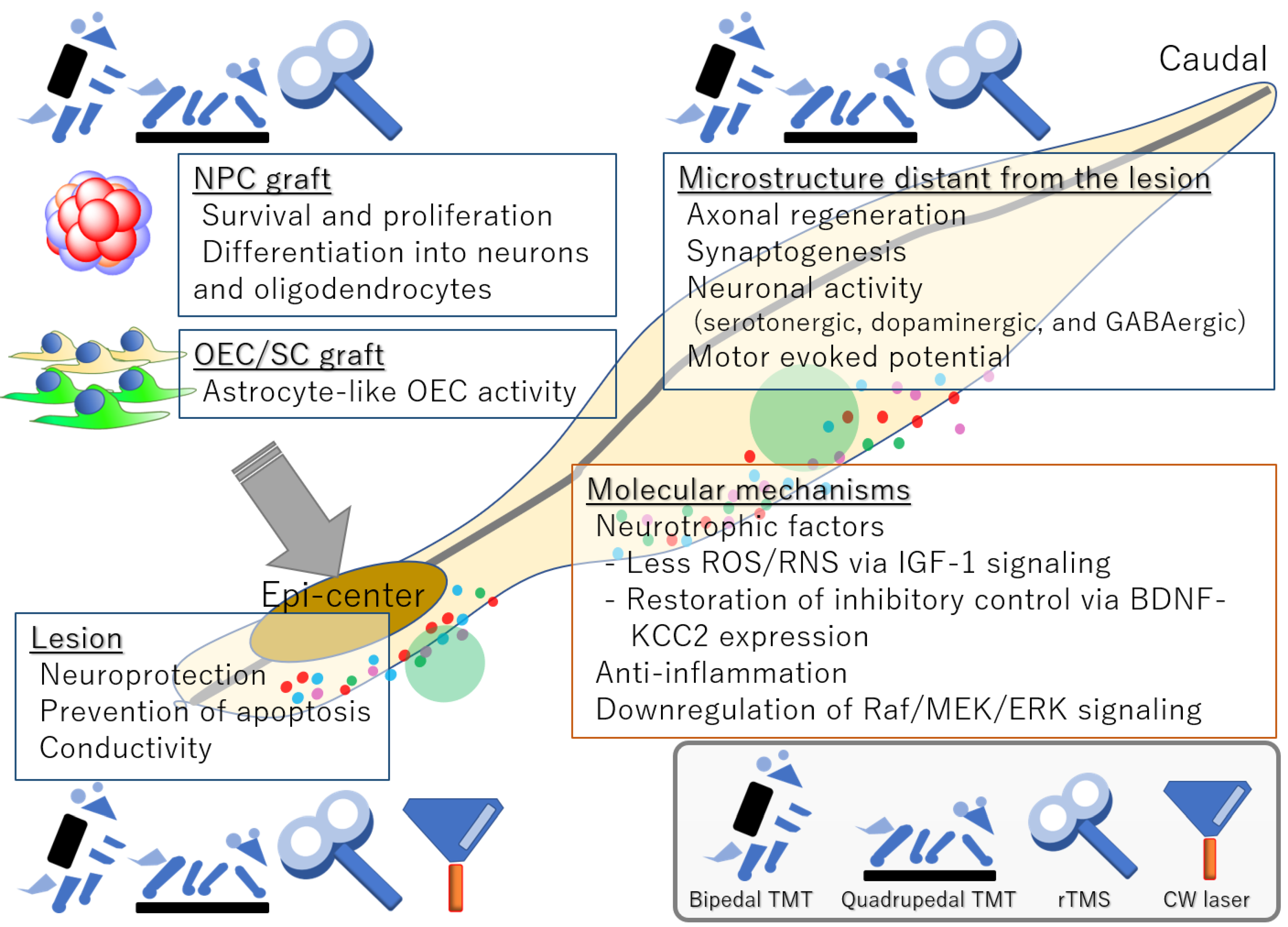 Cells 11 00685 g001 Cells 11 00685 g001