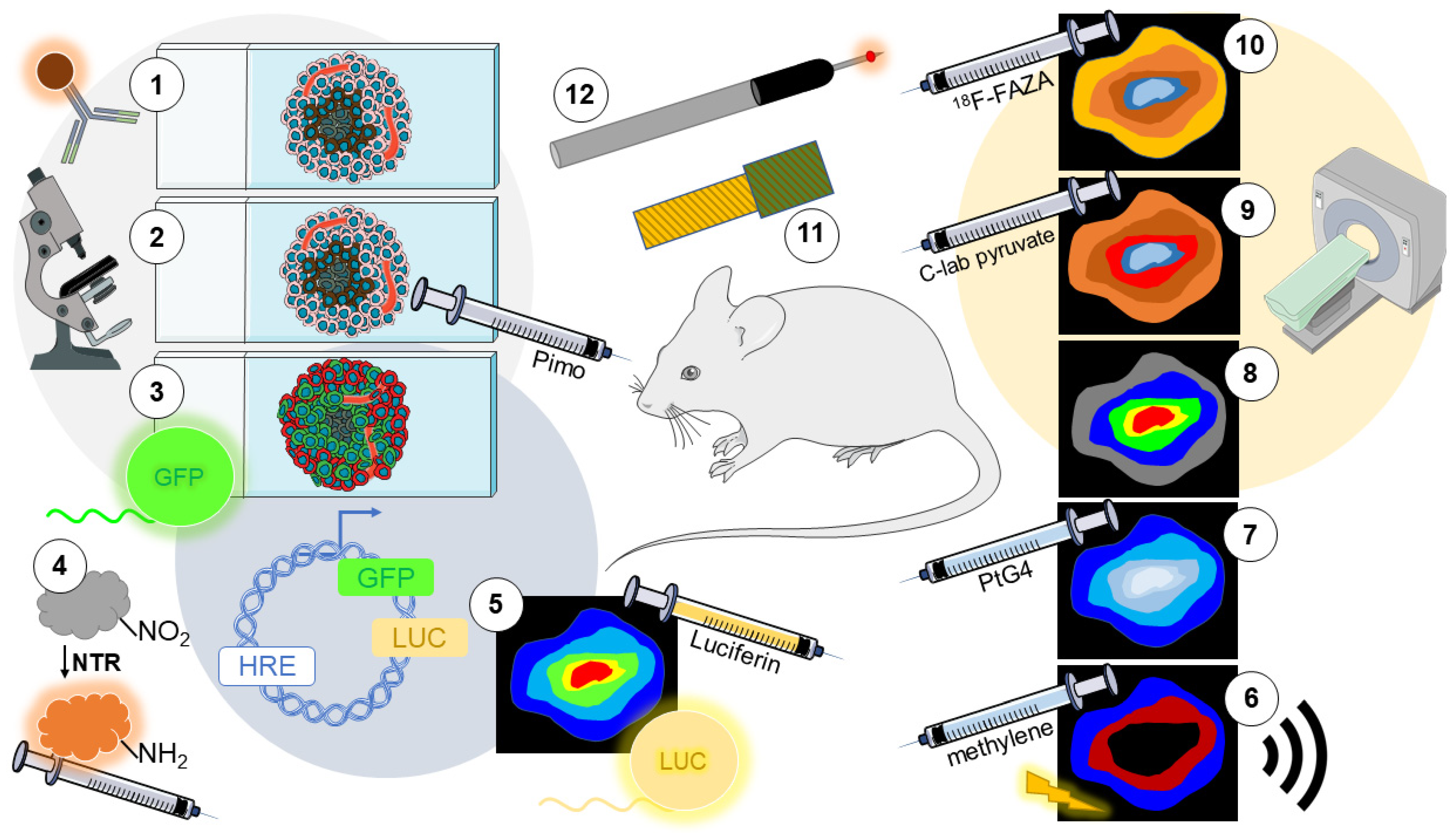 洋書 Immunochemical Methods in Cell and Nuclear FAK Controls Chemokine Transcription, Tregs, and
