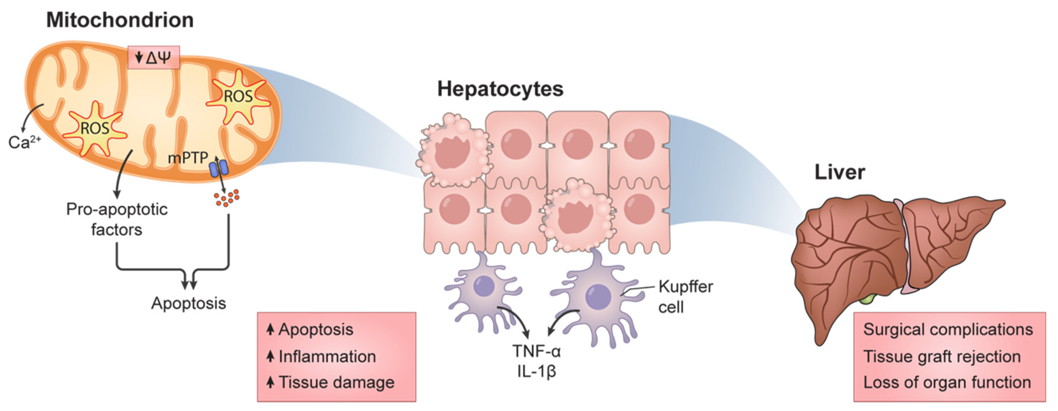 Cells 11 00688 g001 550
