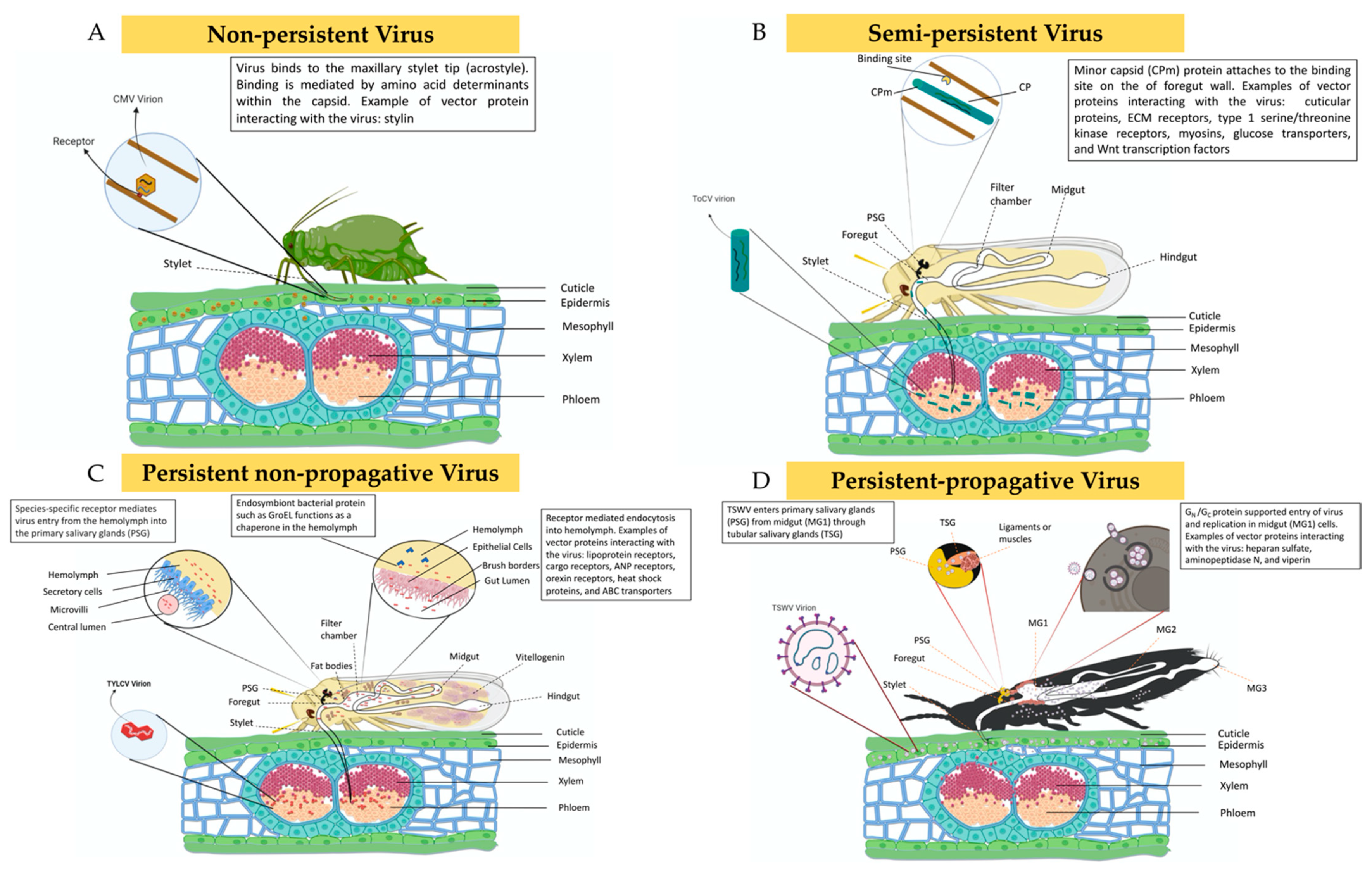 Cells 11 00693 g003 Cells 11 00693 g003