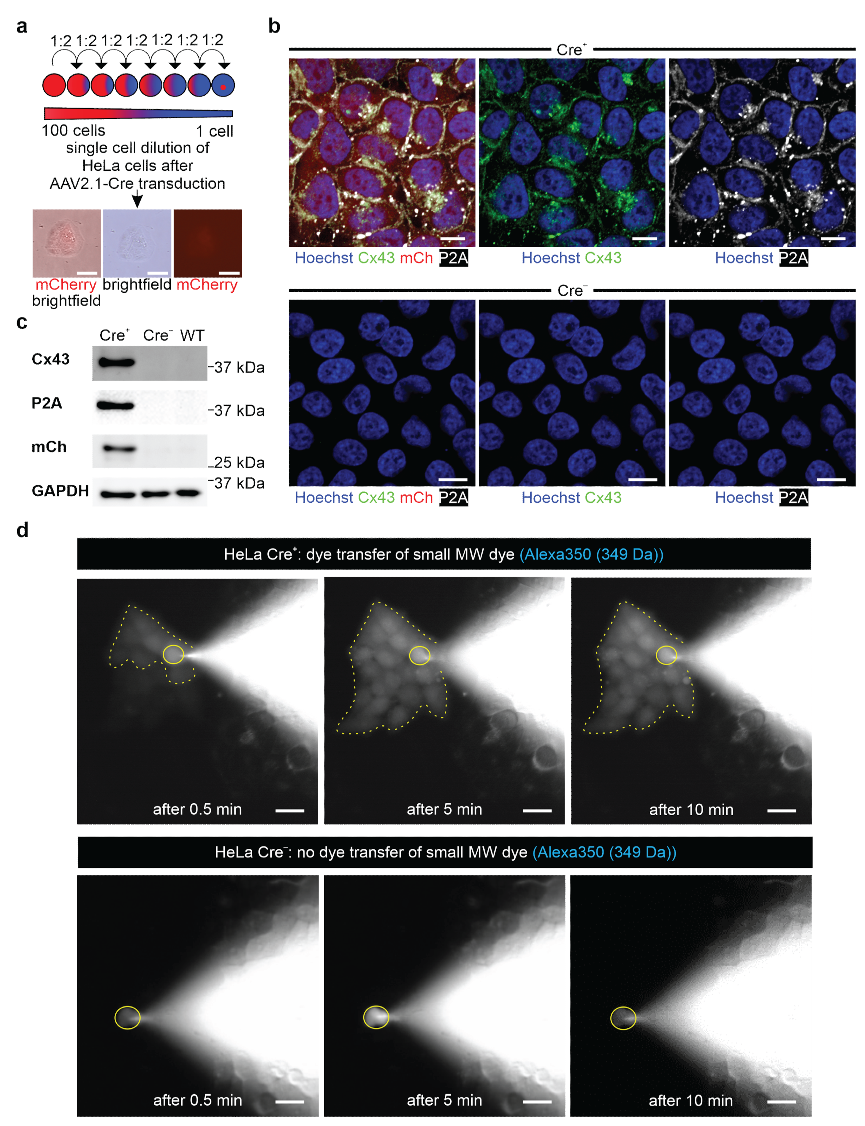 Cells 11 00694 g003 550