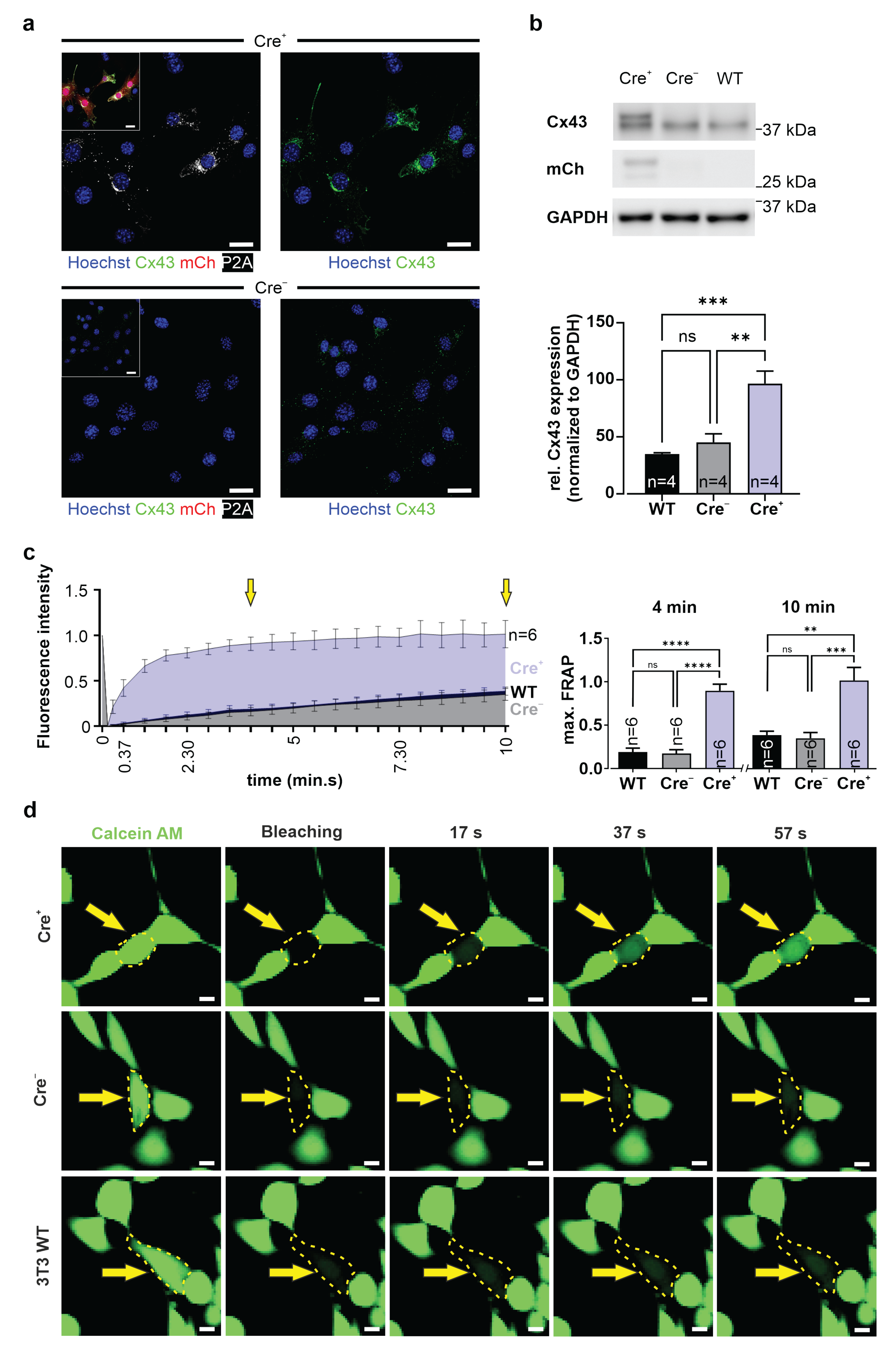 Cells 11 00694 g004 550
