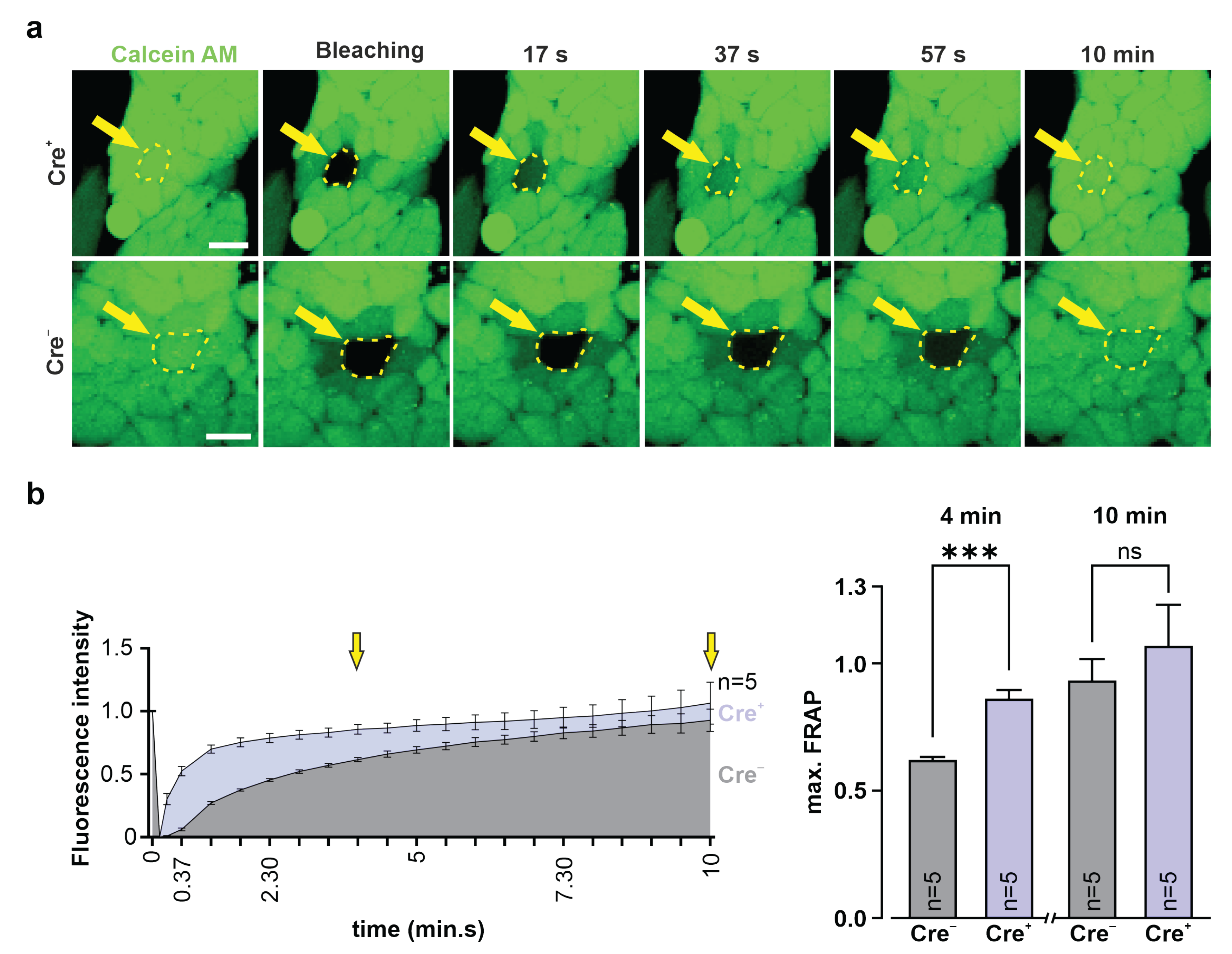 Cells 11 00694 g005 550