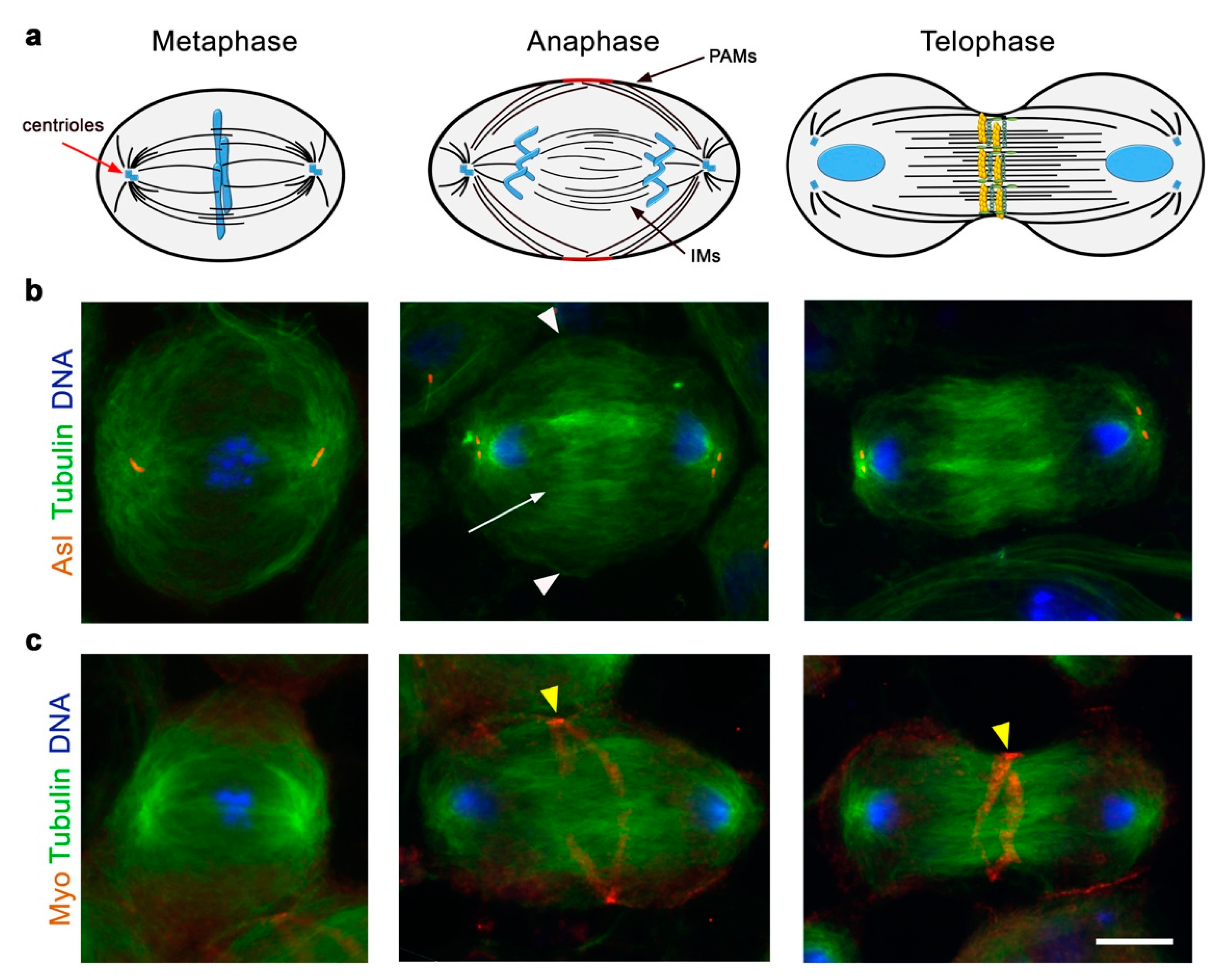 Cells 11 00695 g002 Cells 11 00695 g002