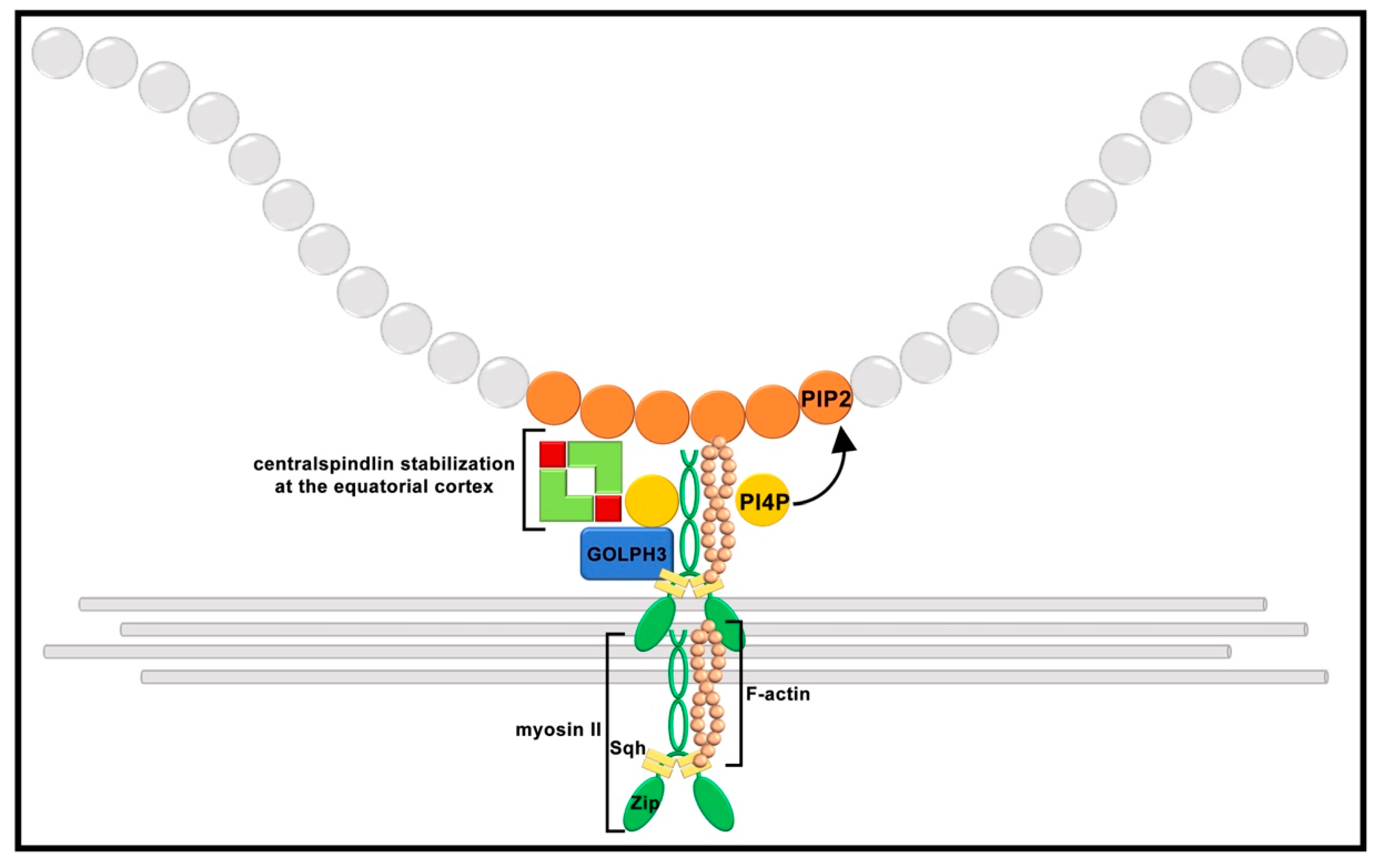 Cells 11 00695 g003 Cells 11 00695 g003